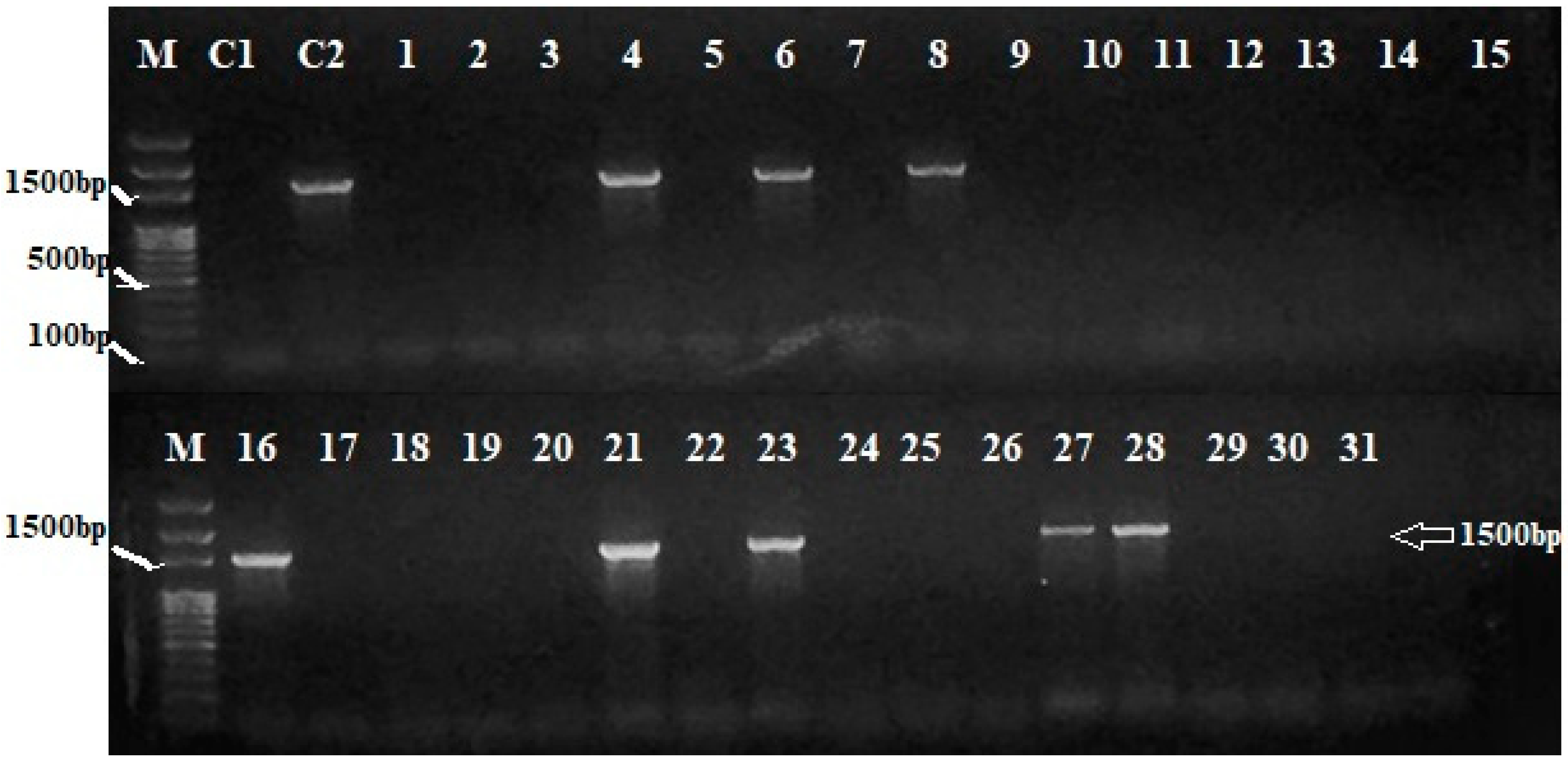 Plants 12 00046 g003 Plants 12 00046 g003