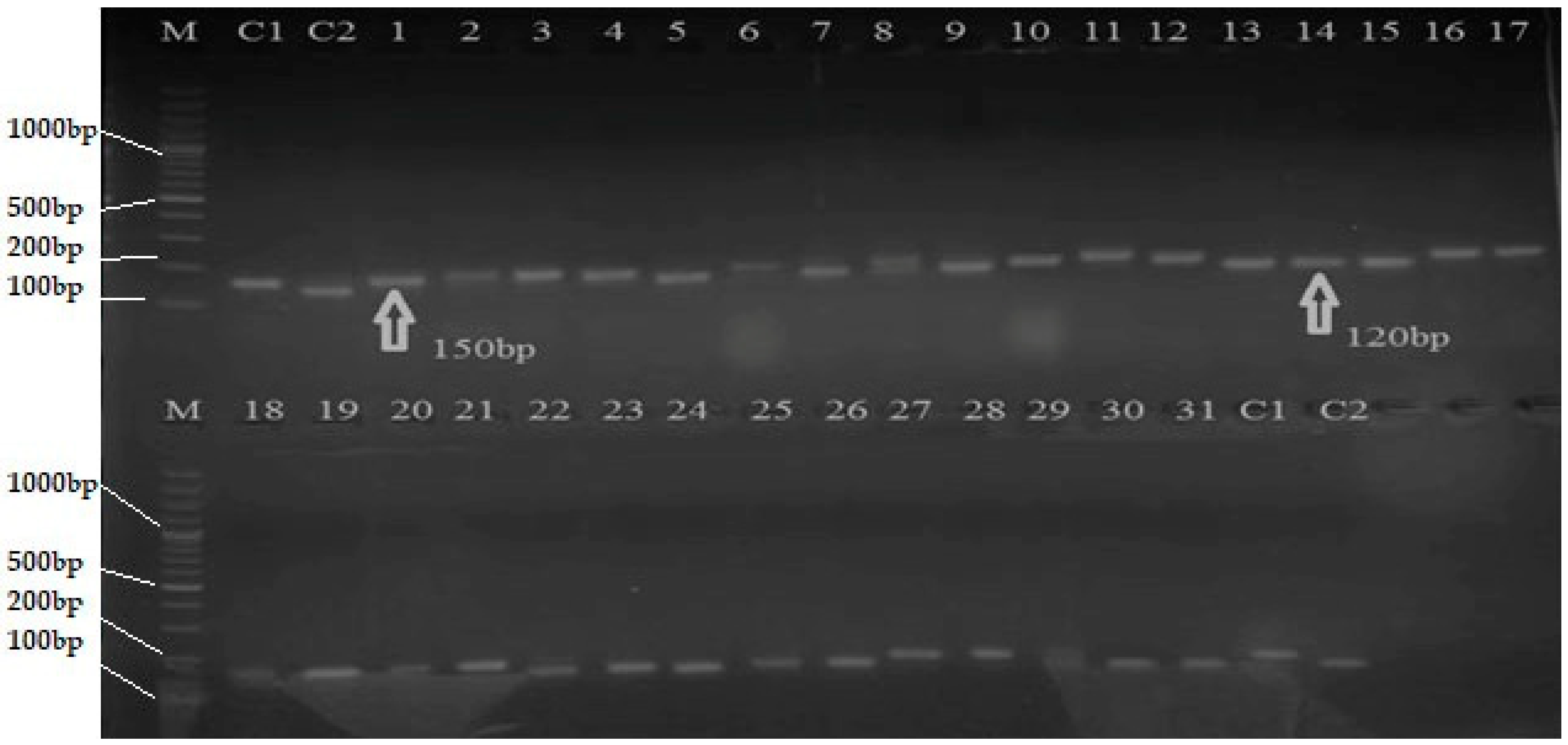 Plants 12 00046 g004 Plants 12 00046 g004