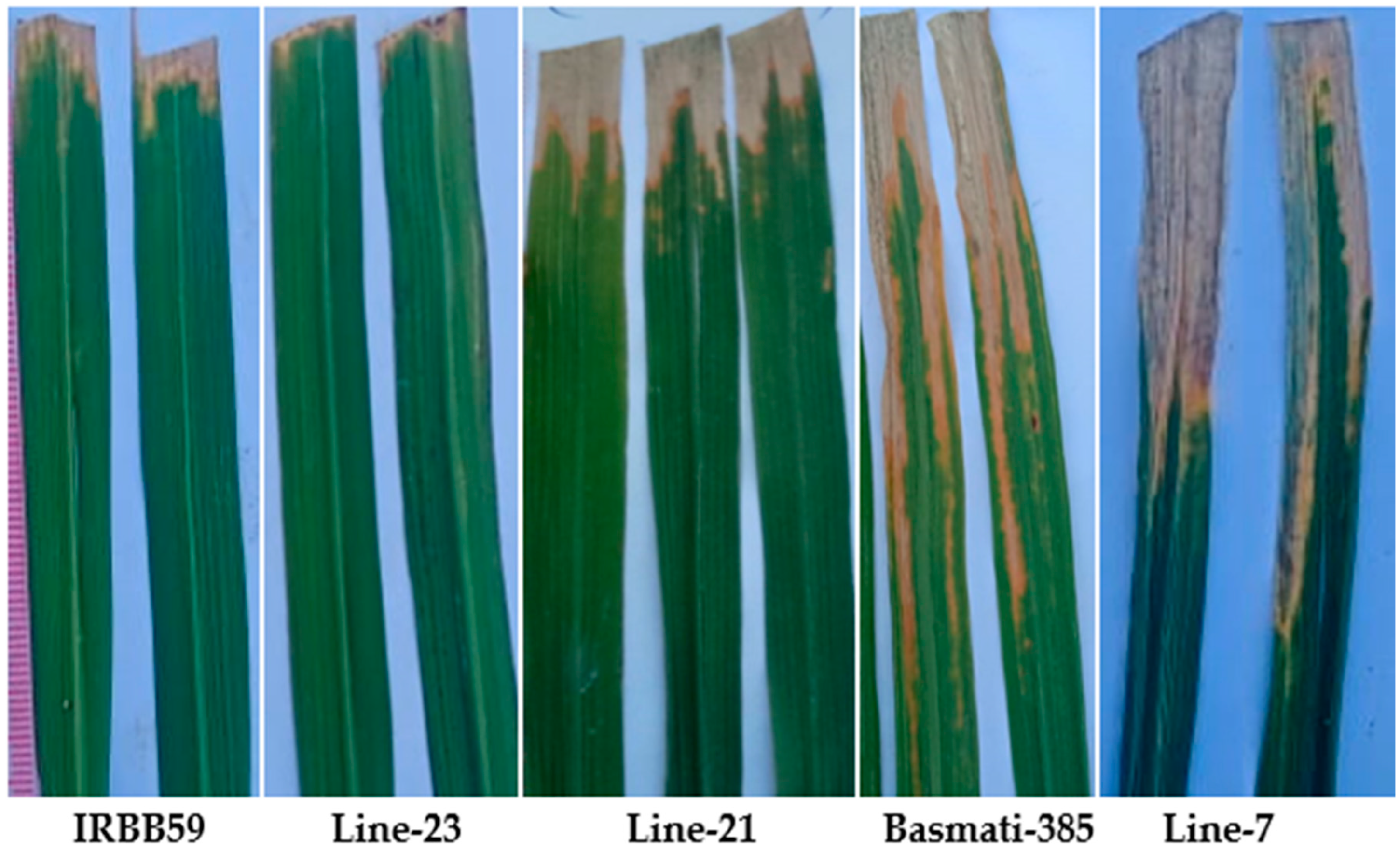 Plants 12 00046 g007 Plants 12 00046 g007