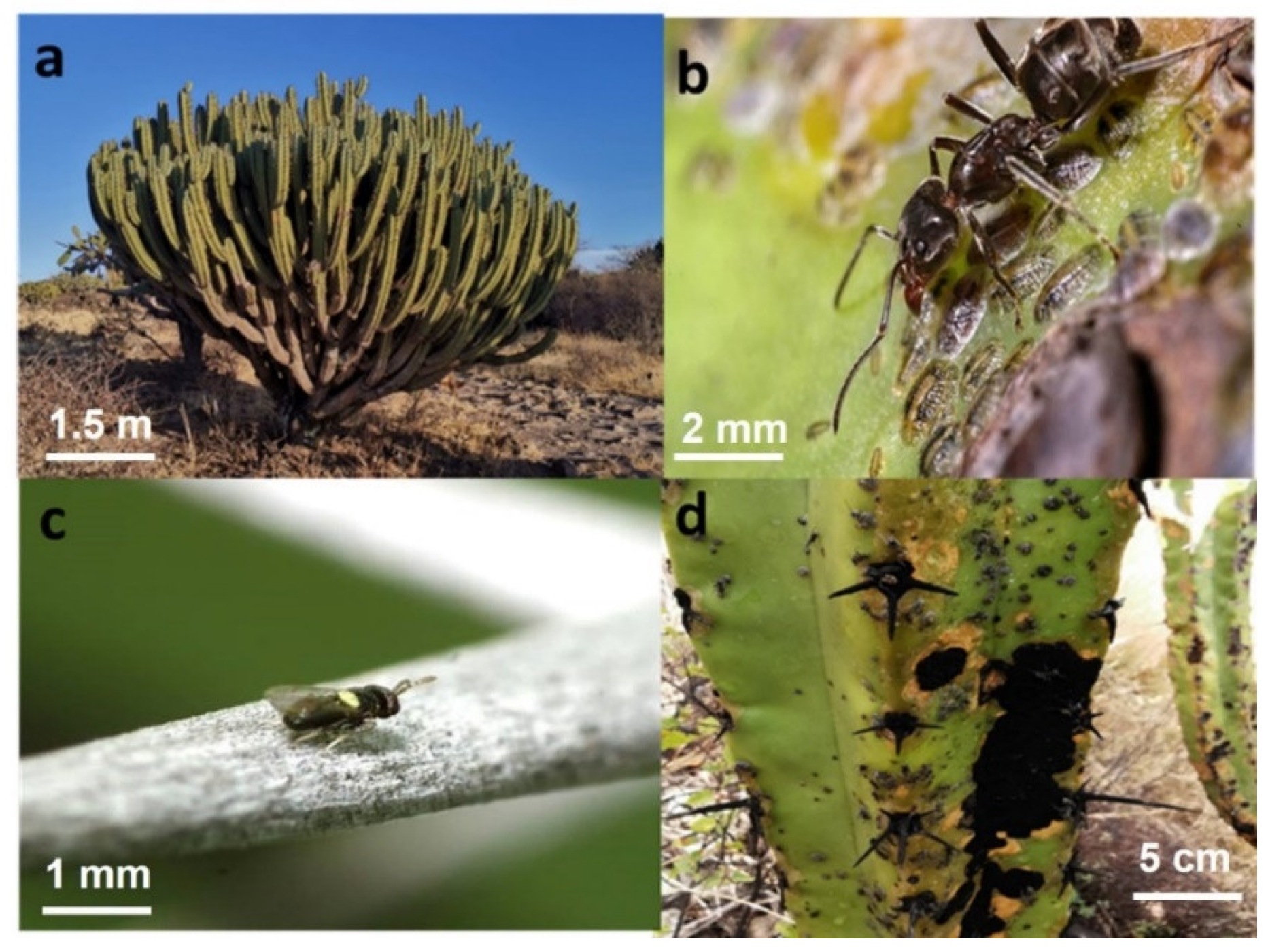 Plants 12 00047 g006 Plants 12 00047 g006