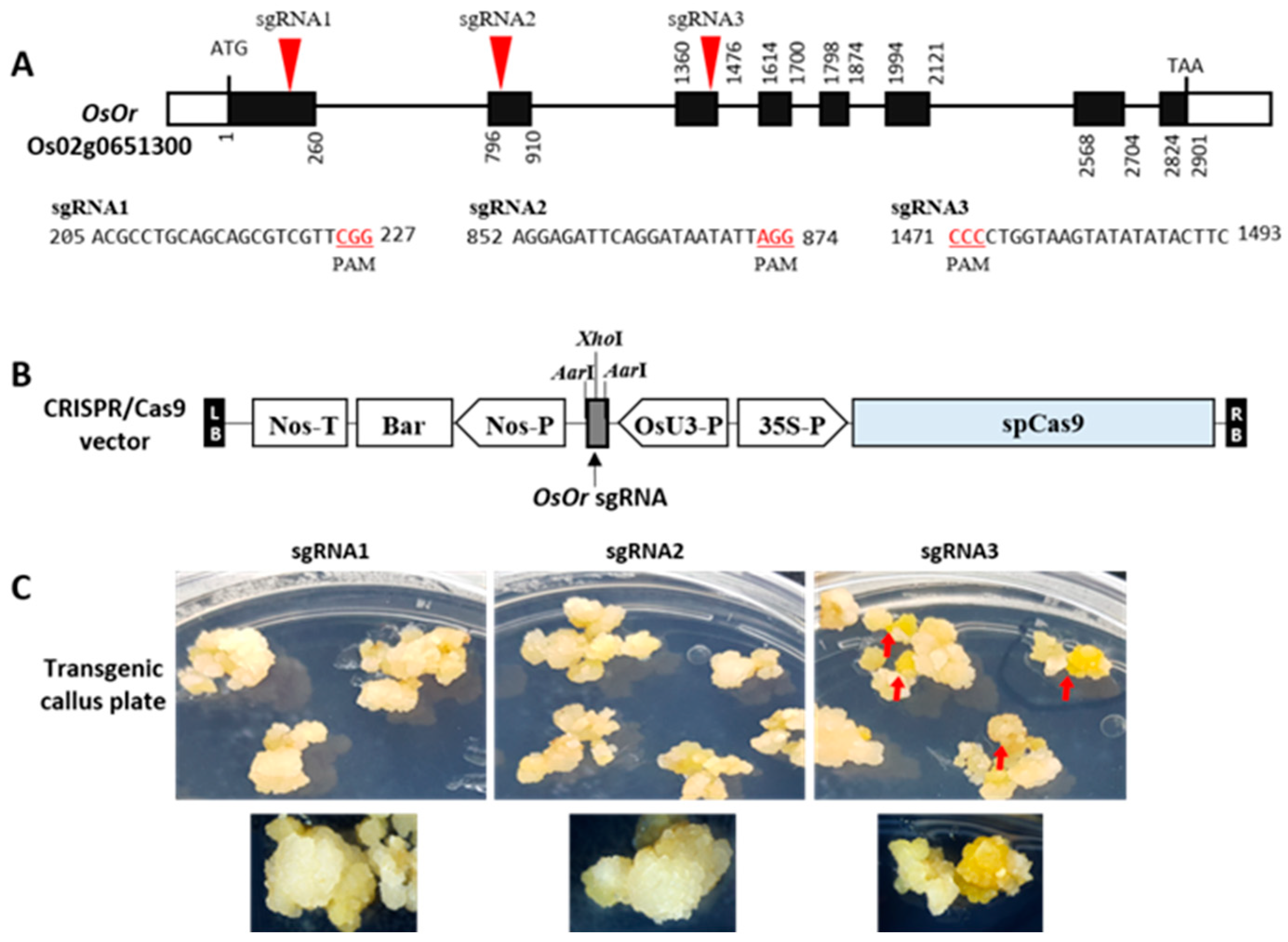Plants 12 00056 g001 Plants 12 00056 g001