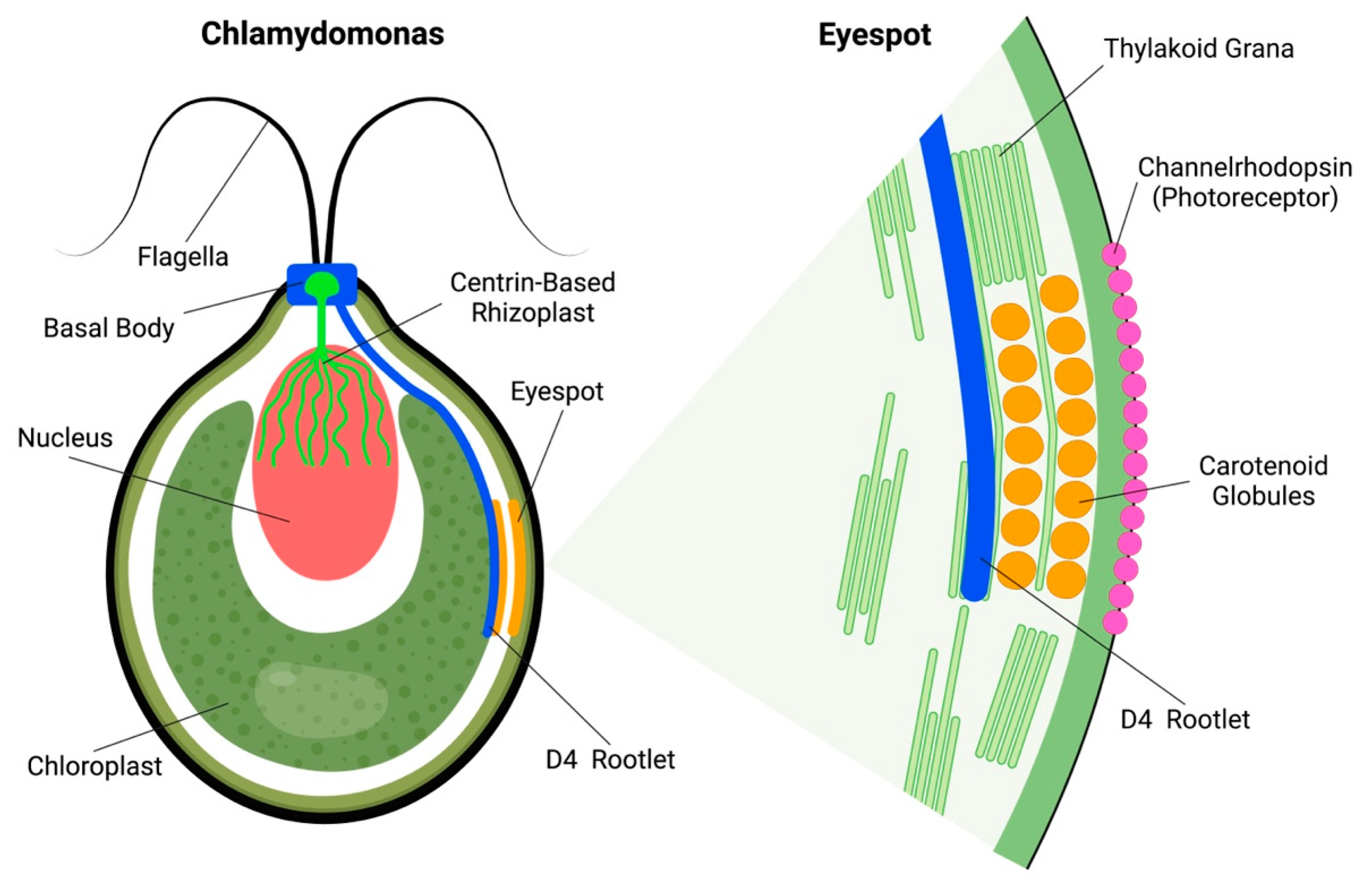 Plants 12 00061 g001 Plants 12 00061 g001