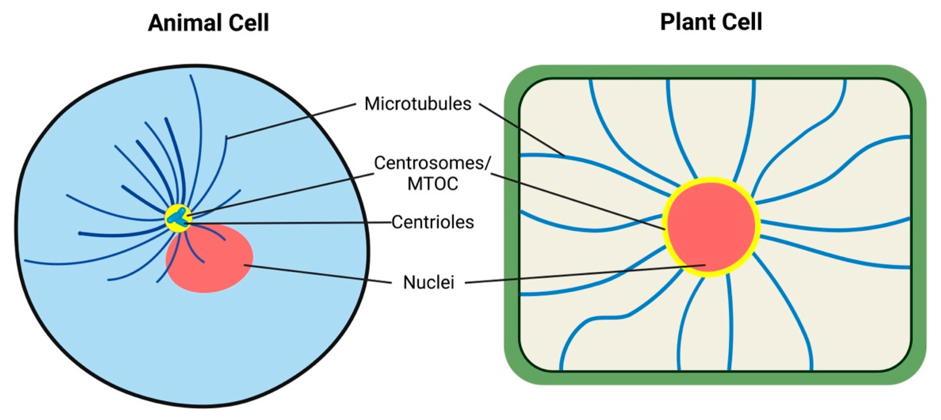 Plants 12 00061 g005 Plants 12 00061 g005