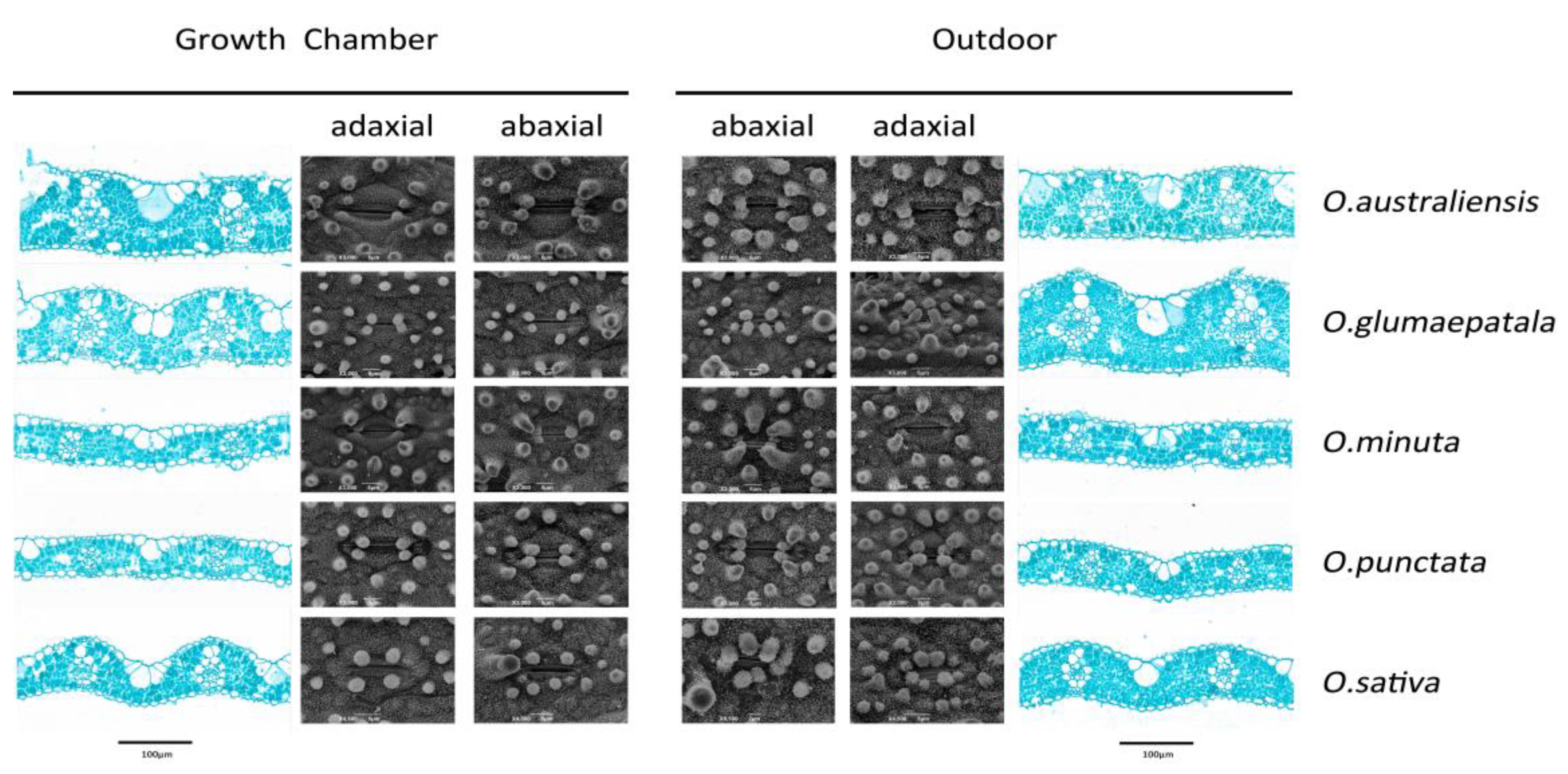 Plants 12 00066 g002