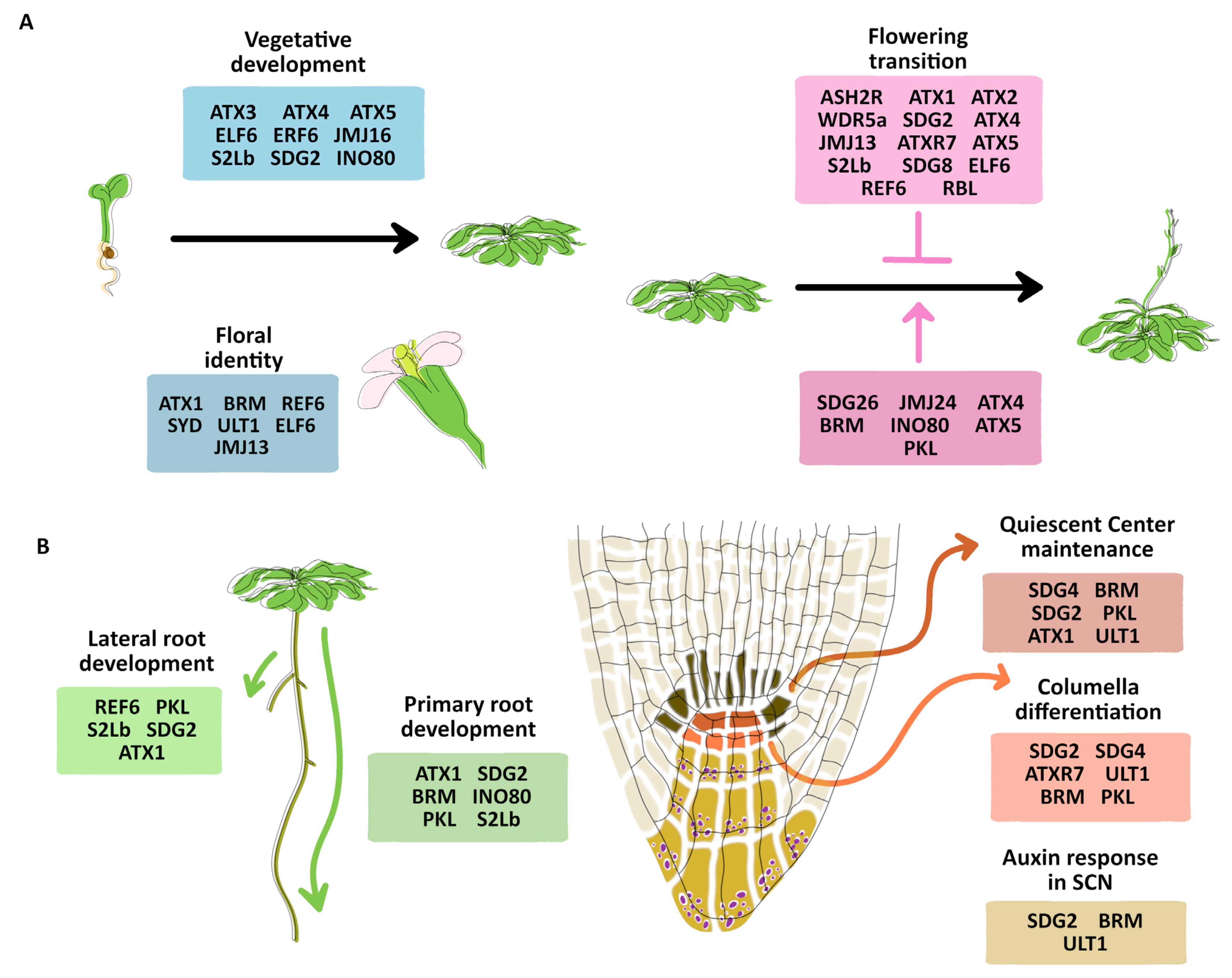 Plants 12 00075 g003