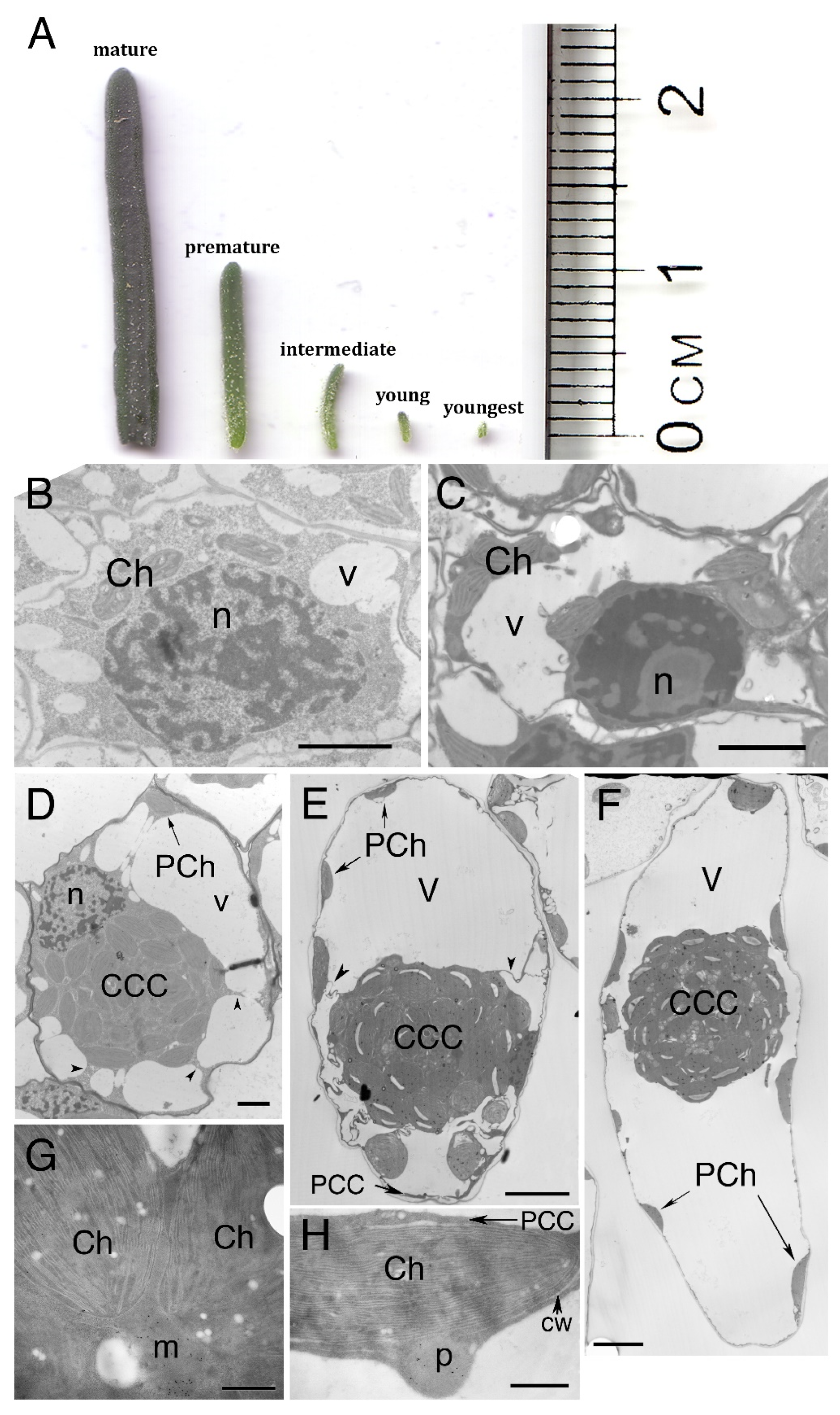 Plants 12 00077 g001