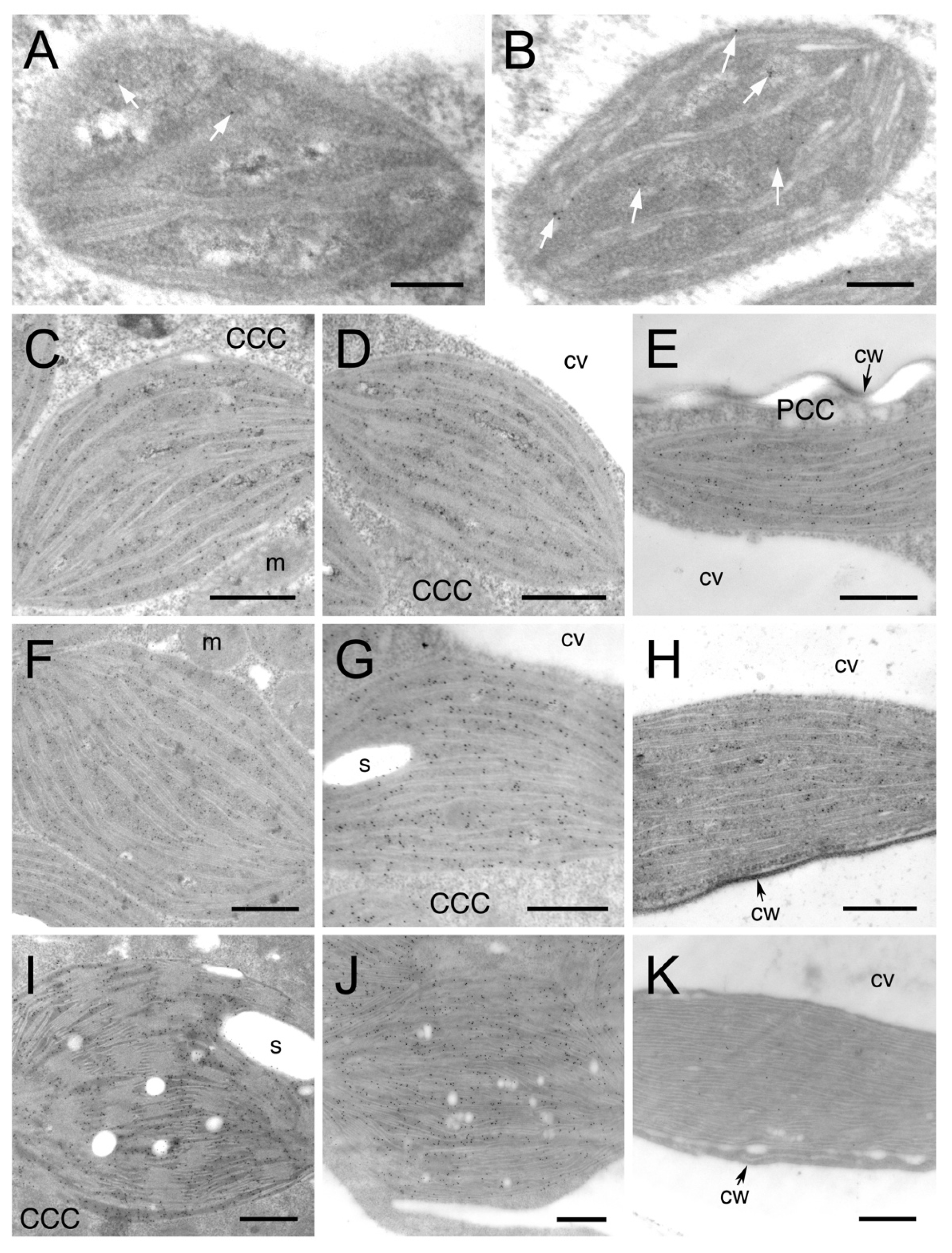 Plants 12 00077 g002