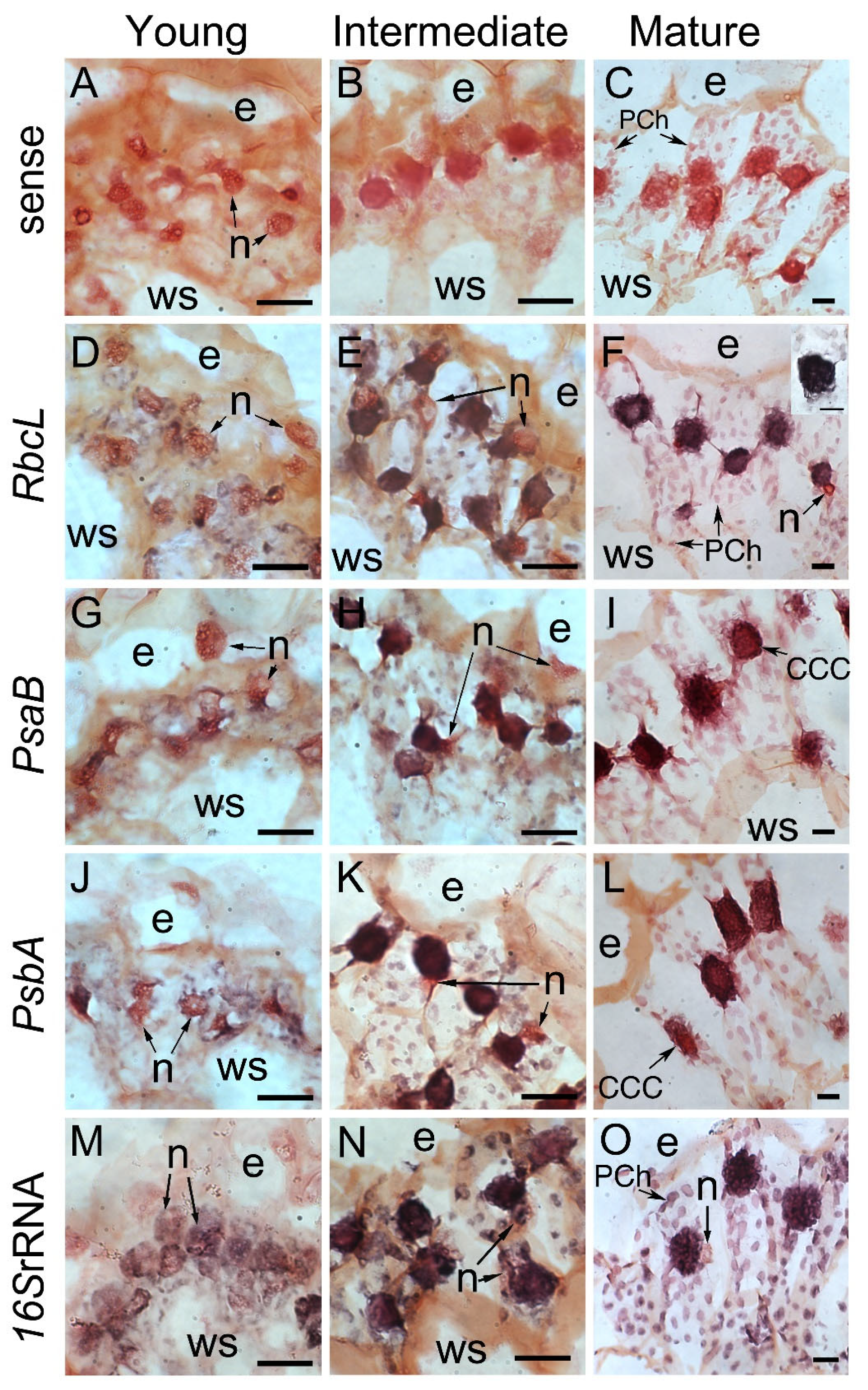 Plants 12 00077 g006