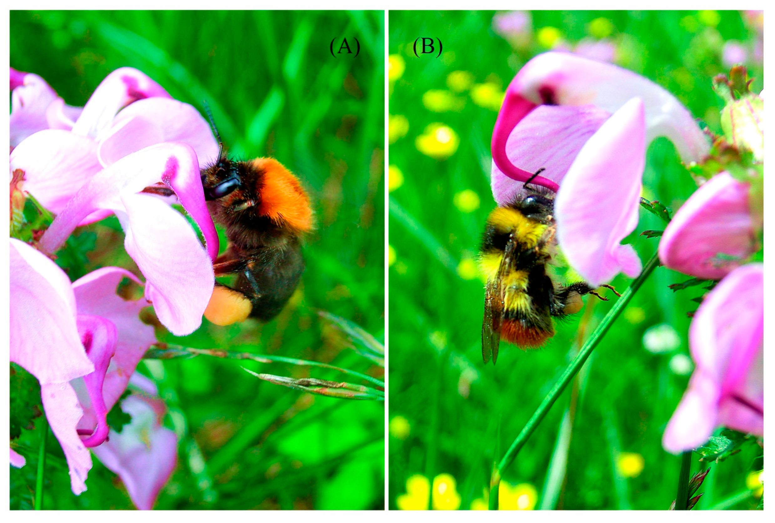 Plants 12 00078 g001 Plants 12 00078 g001