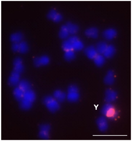 まる qPCR as a Selective Tool for Cytogenetics