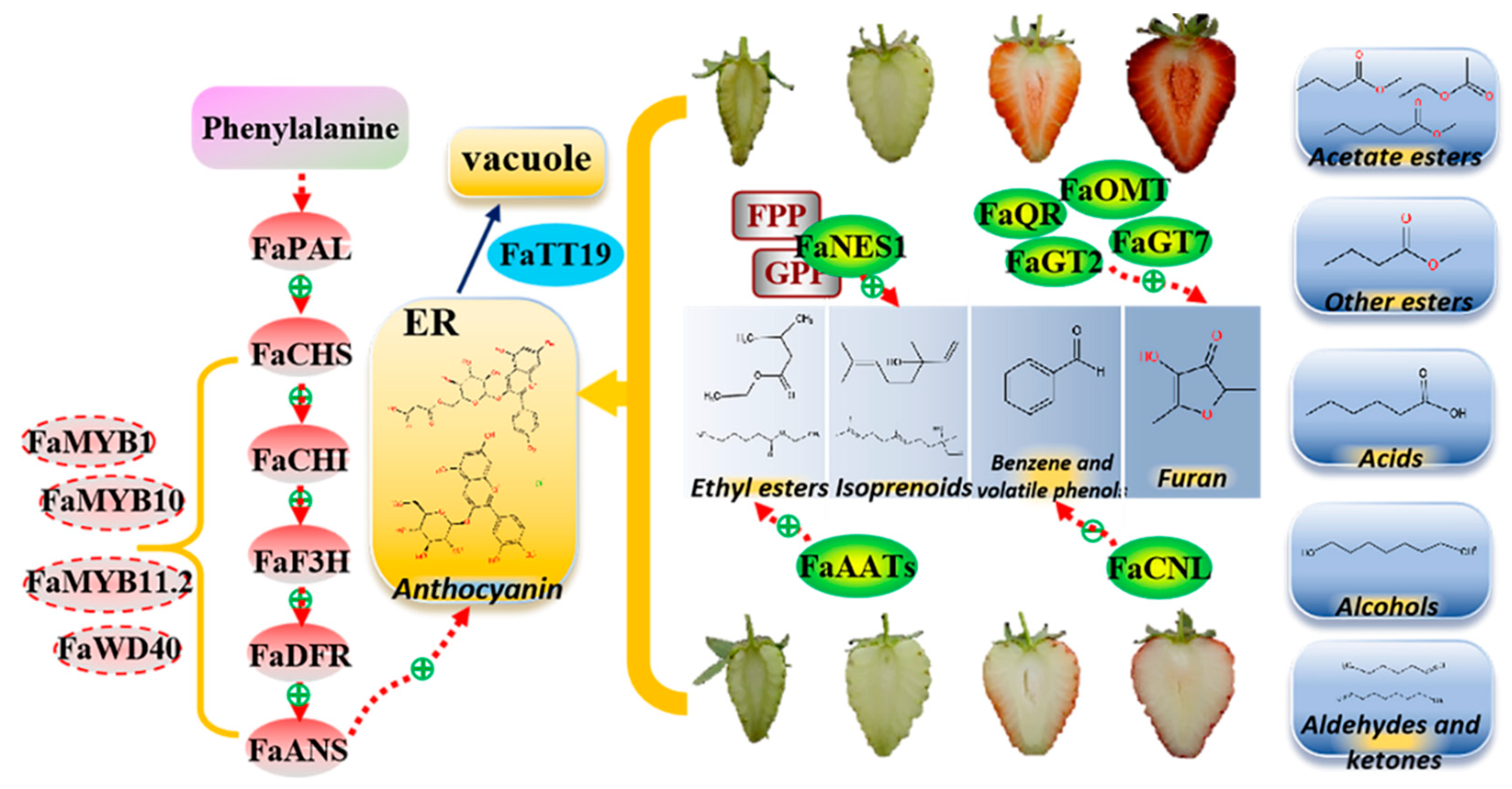 Plants 12 00082 g008 Plants 12 00082 g008