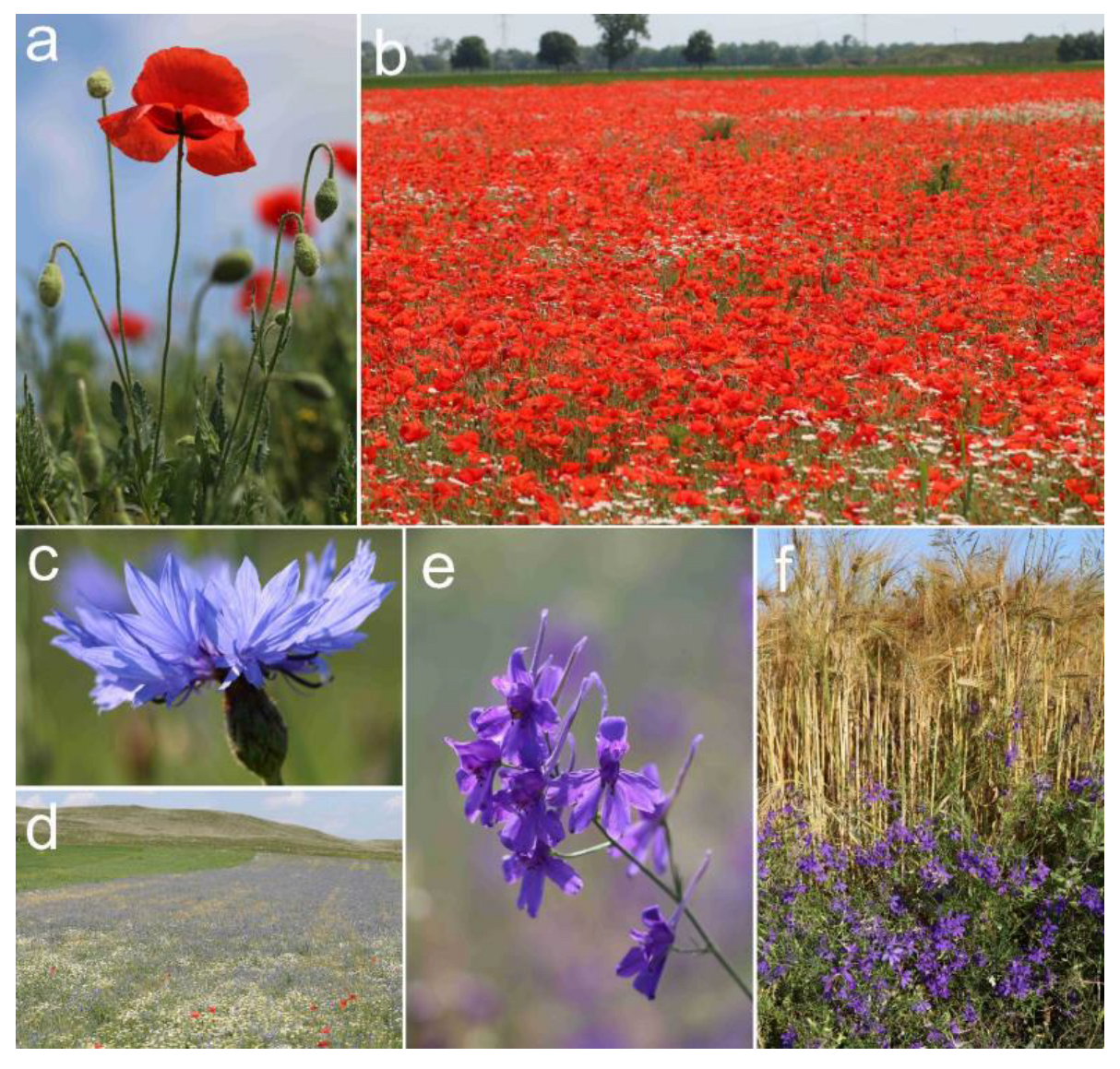 Plants Free Full-Text Iconic Arable Weeds The Significance of Corn Poppy (Papaver rhoeas), Cornflower (Centaurea cyanus), and Field Larkspur (Delphinium consolida) in Hungarian Ethnobotanical and Cultural Heritage image