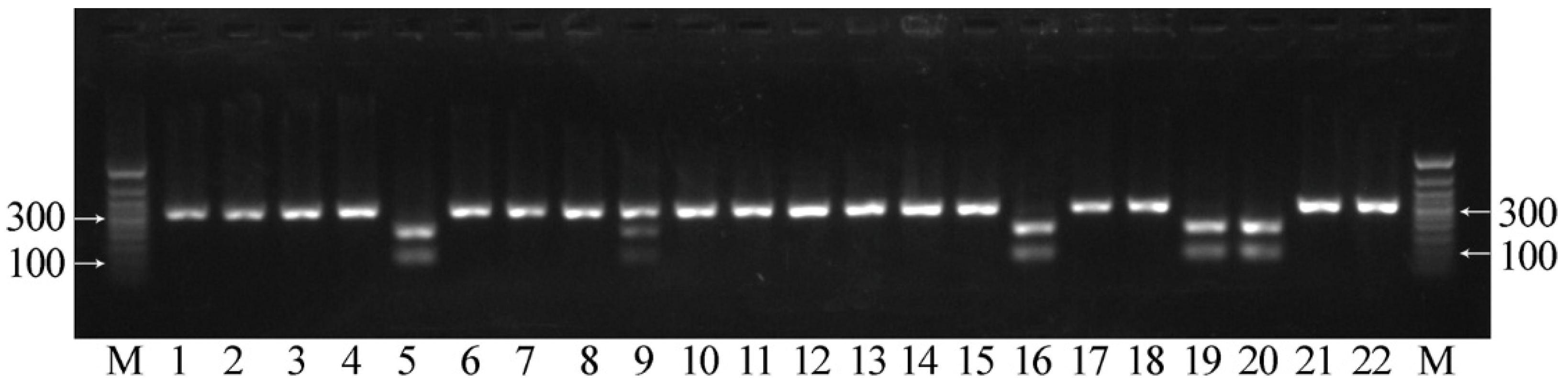 Plants 12 00095 g007