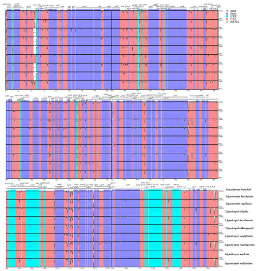 Plastid Phylogenomic Analyses Reveal the Taxonomic Position