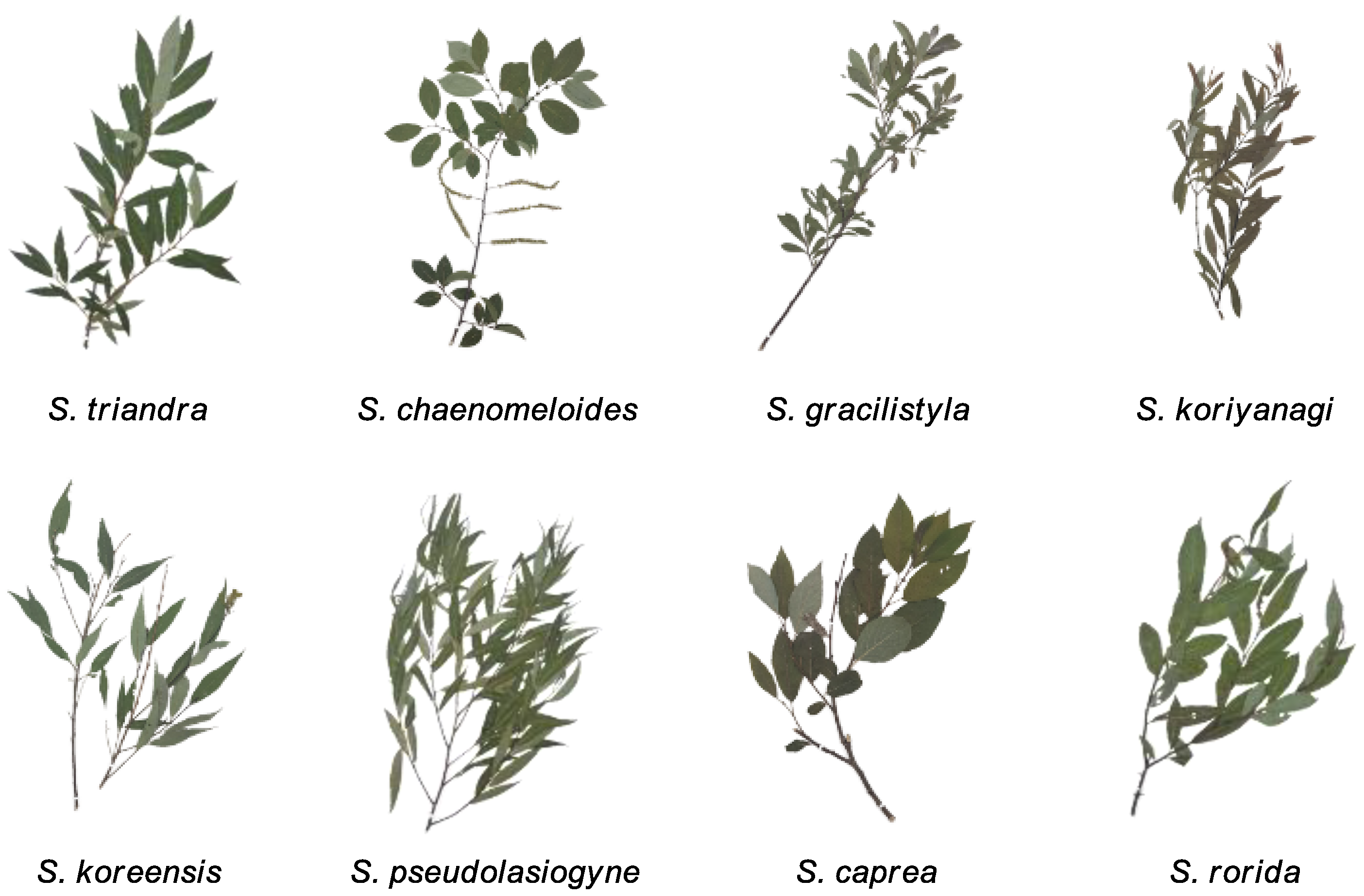 Plants 12 00104 g001 Plants 12 00104 g001