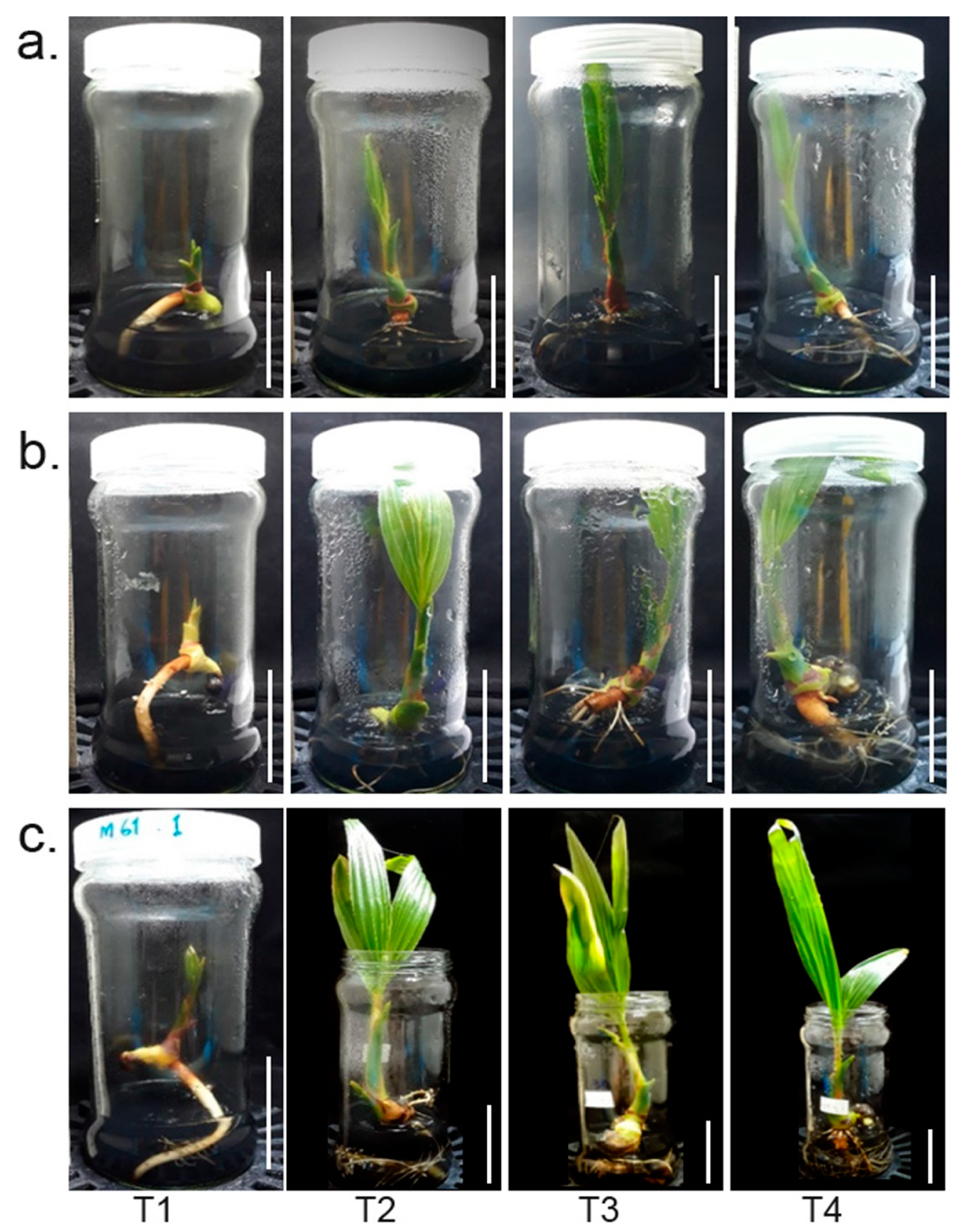 Plants 12 00105 g001 Plants 12 00105 g001