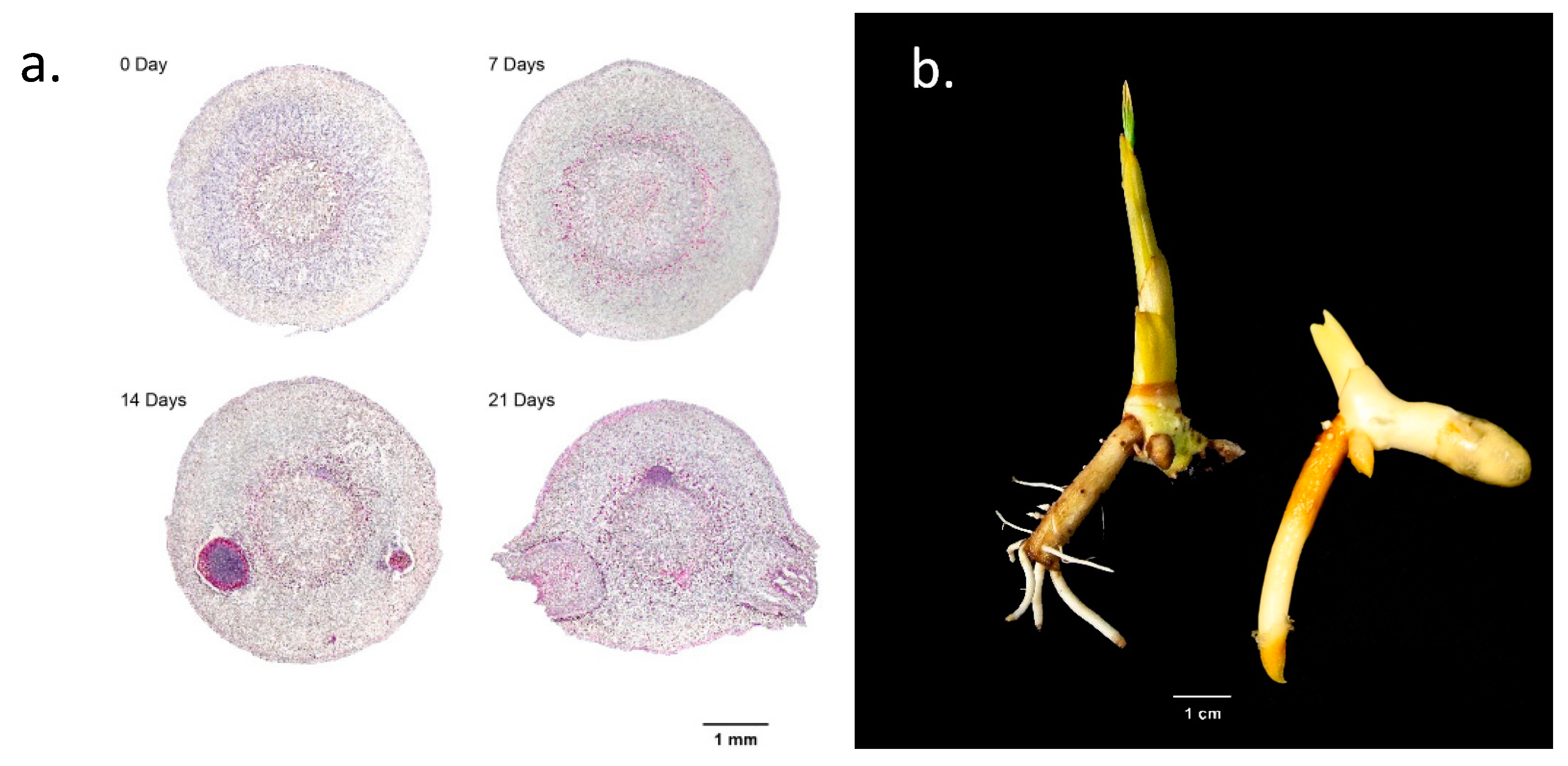 Plants 12 00105 g005 Plants 12 00105 g005