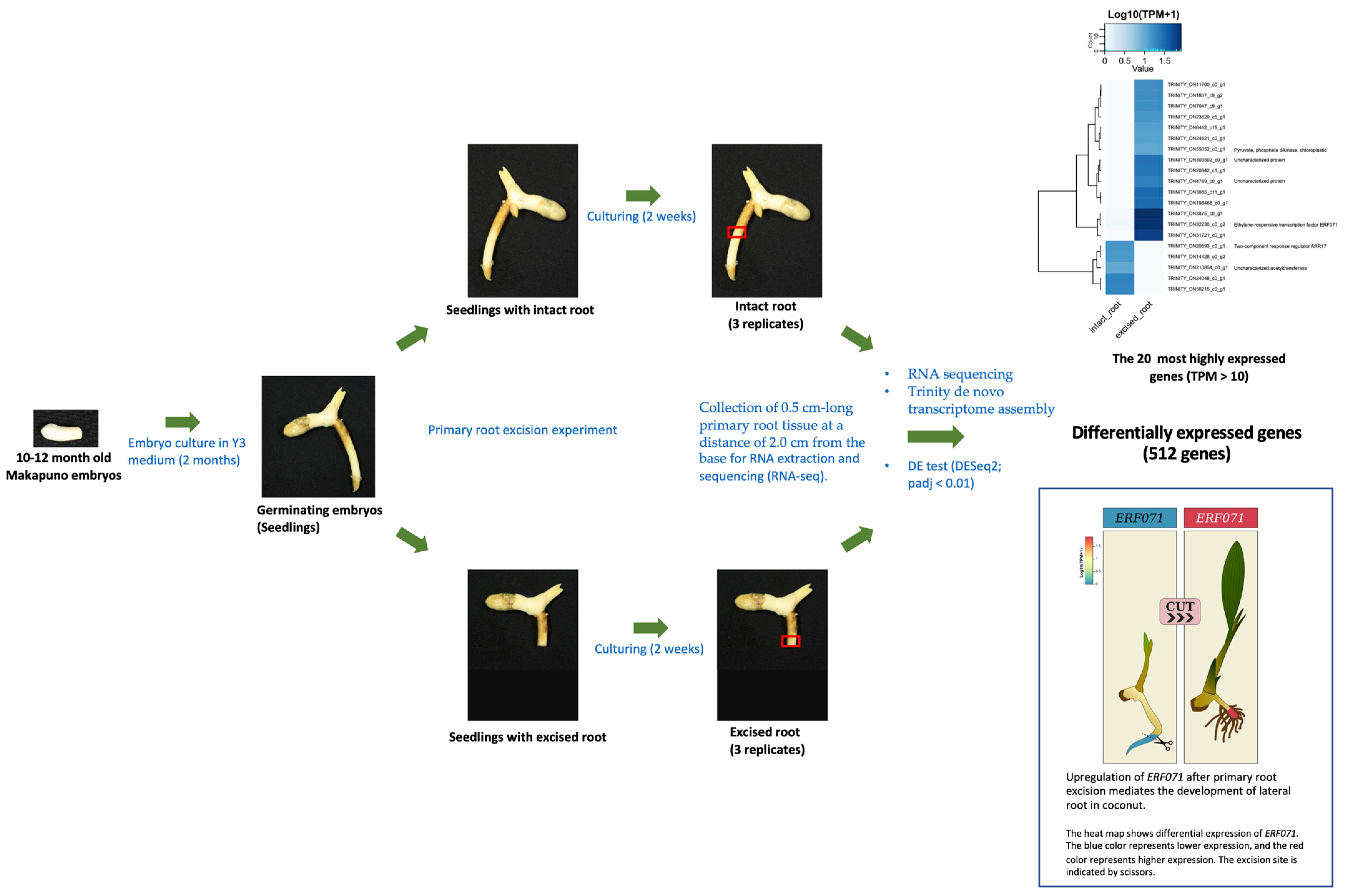 Plants 12 00105 g007 Plants 12 00105 g007