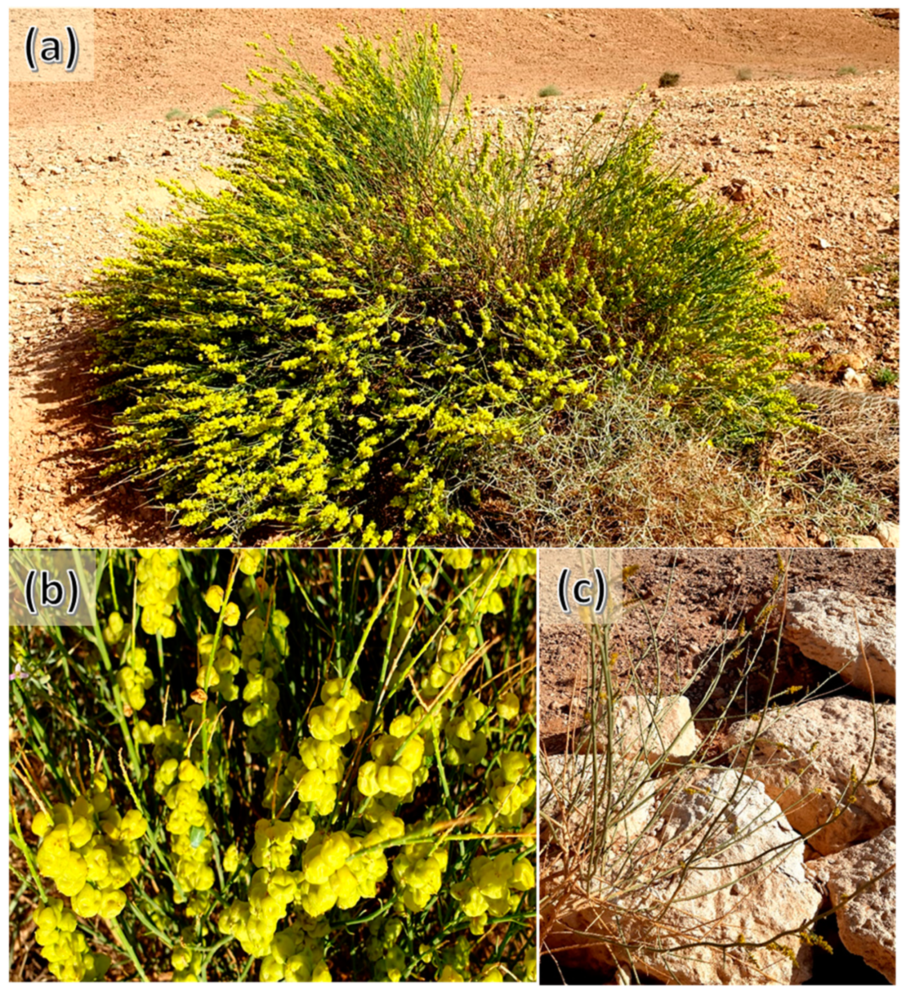 Plants 12 00110 g006 Plants 12 00110 g006