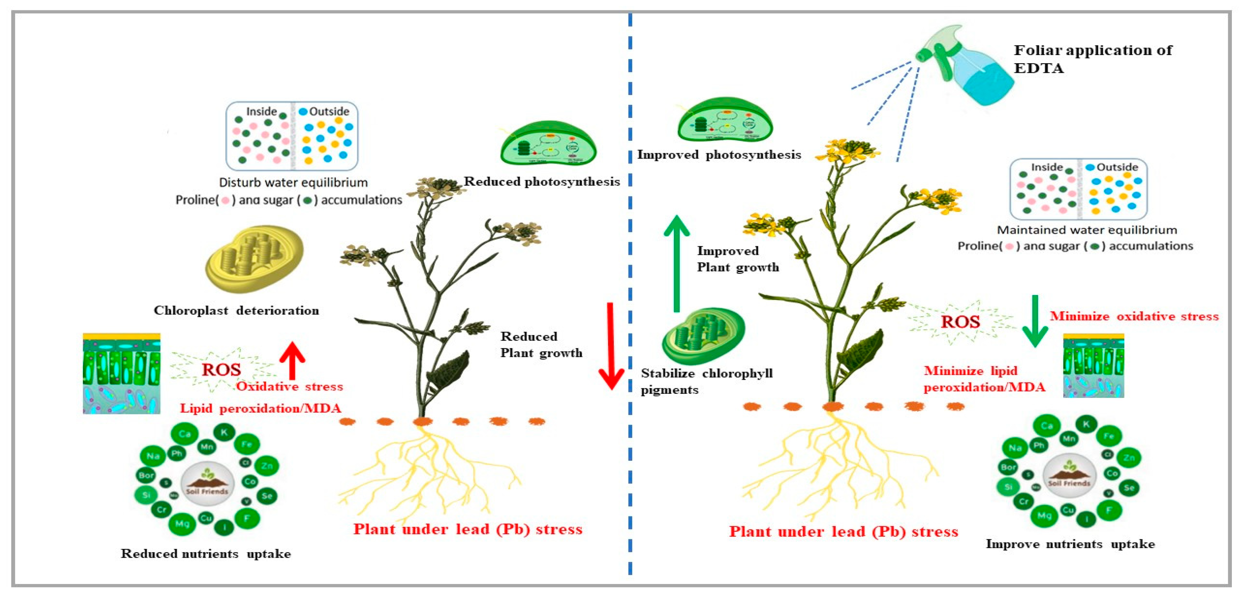 Plants 12 00115 g008 Plants 12 00115 g008