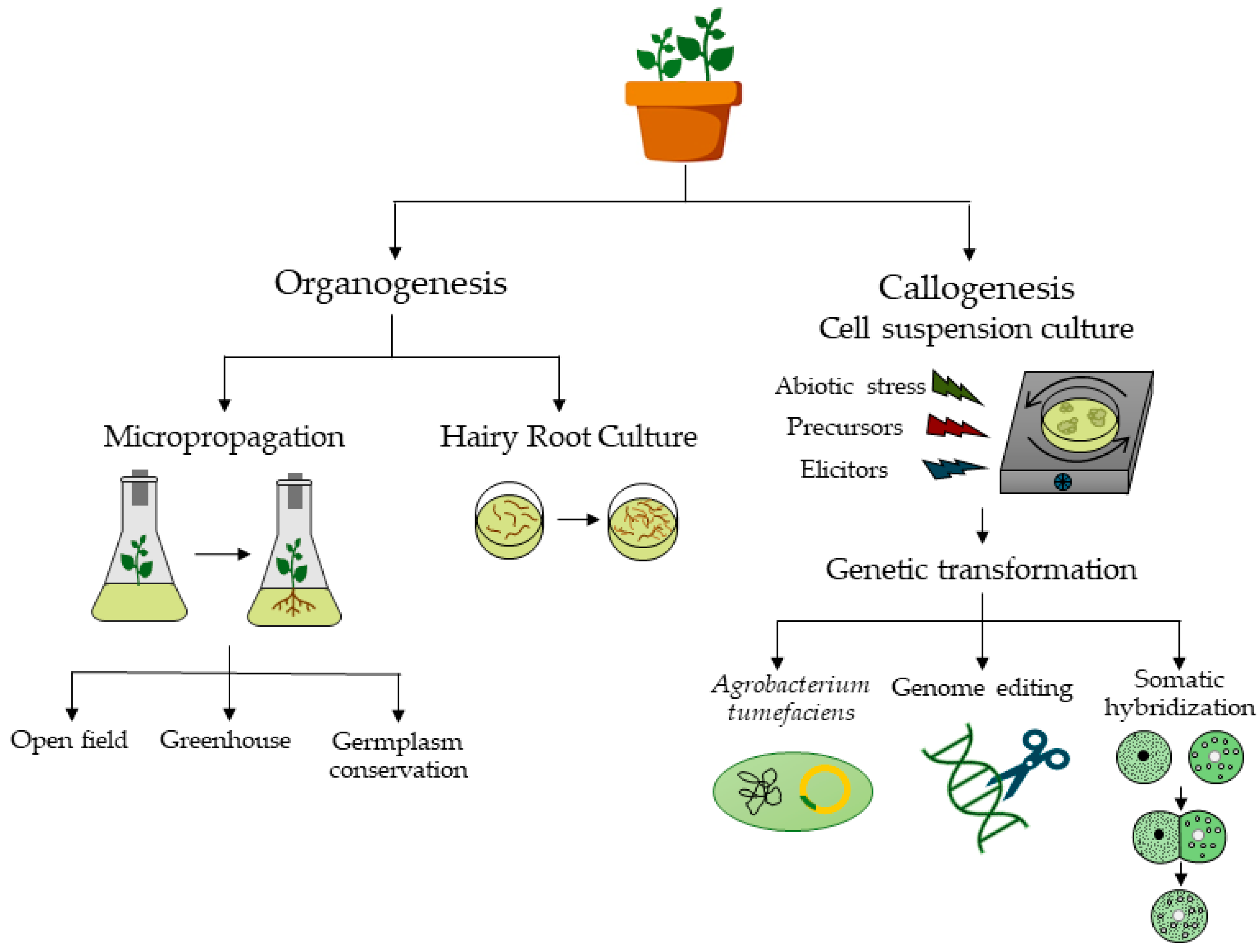 Plants | Free Full-Text Application of In Vitro Plant Tissue Culture Techniques to Halophyte Species: A Review