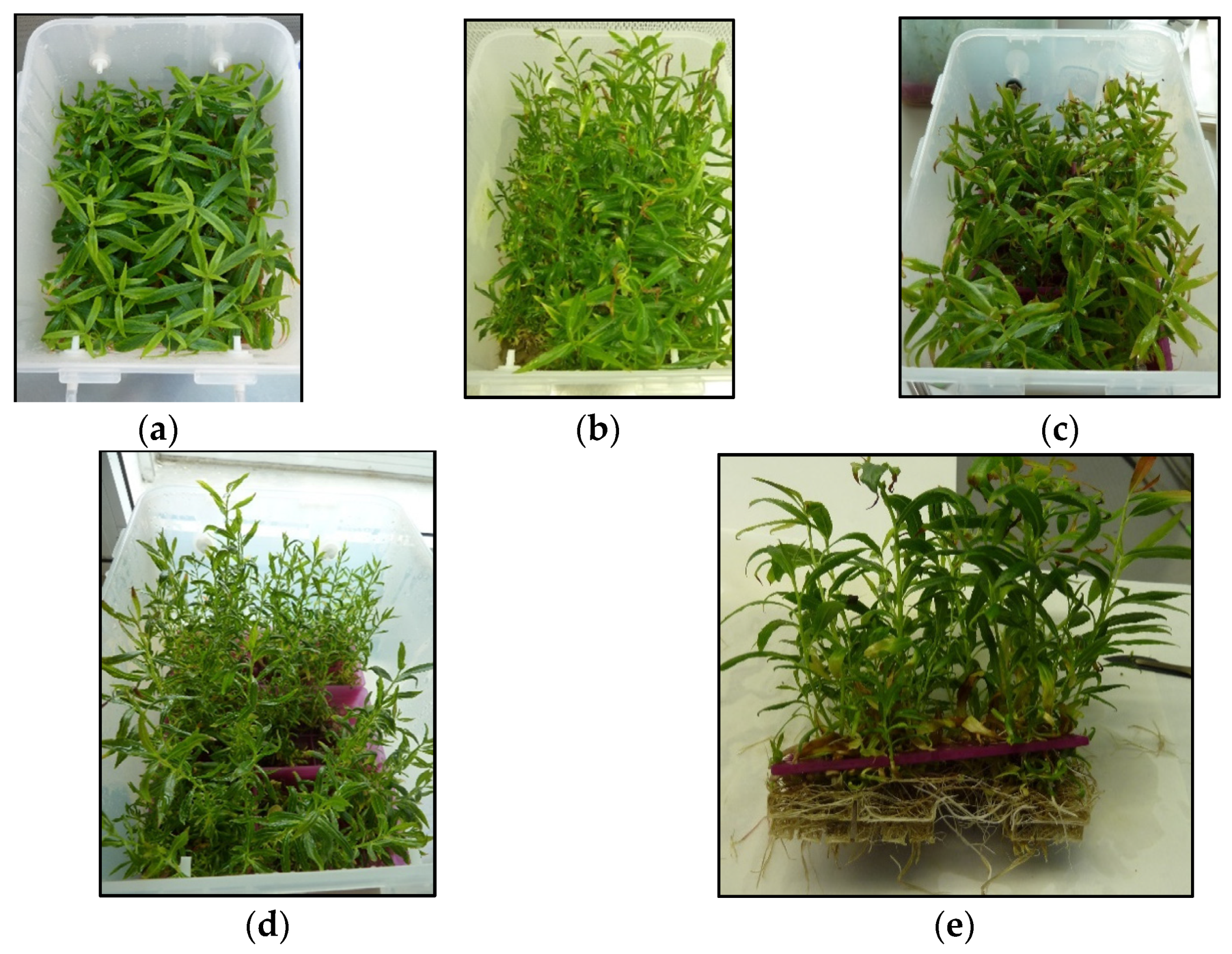 Plants 12 00132 g005 Plants 12 00132 g005