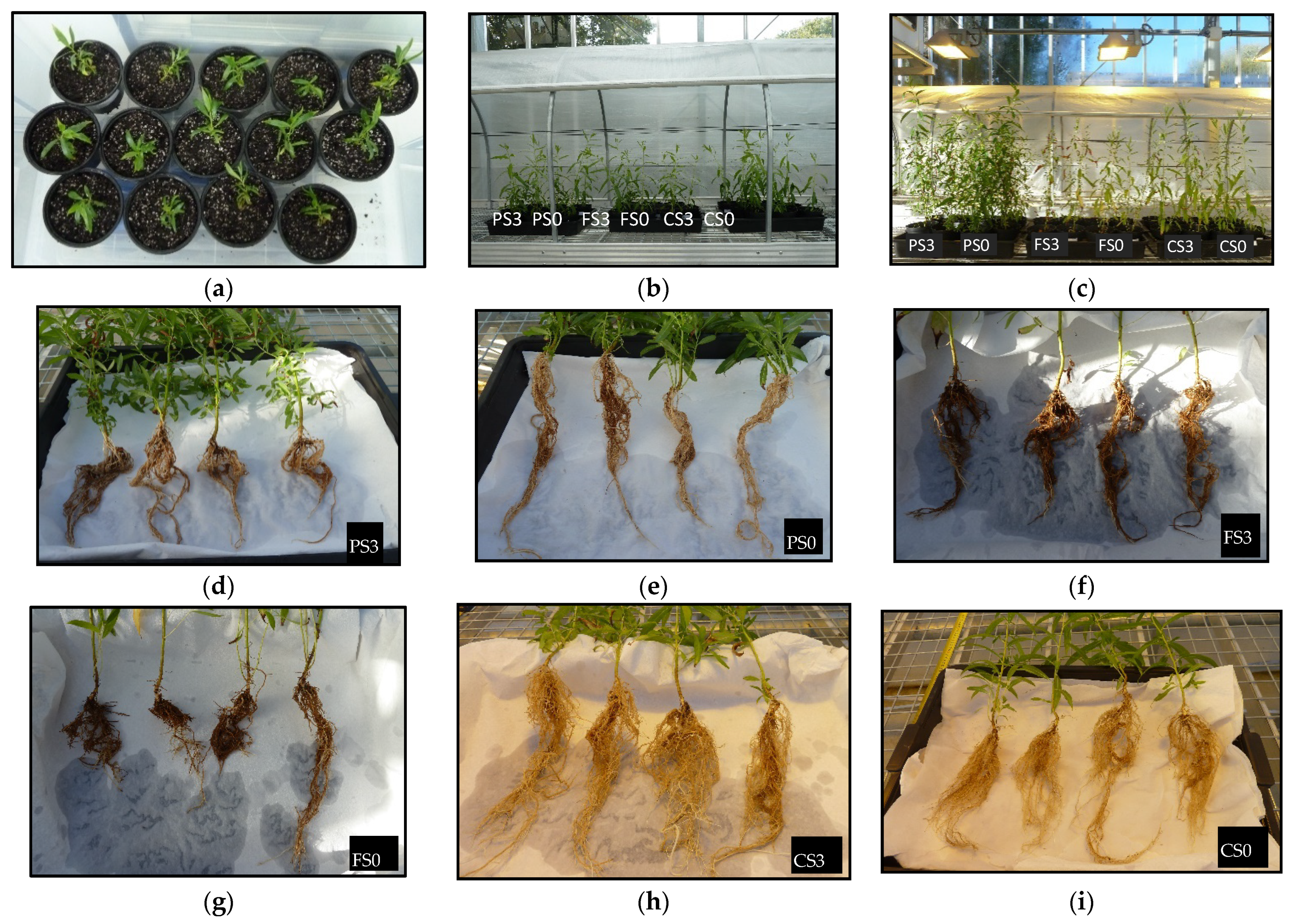 Plants 12 00132 g006 Plants 12 00132 g006