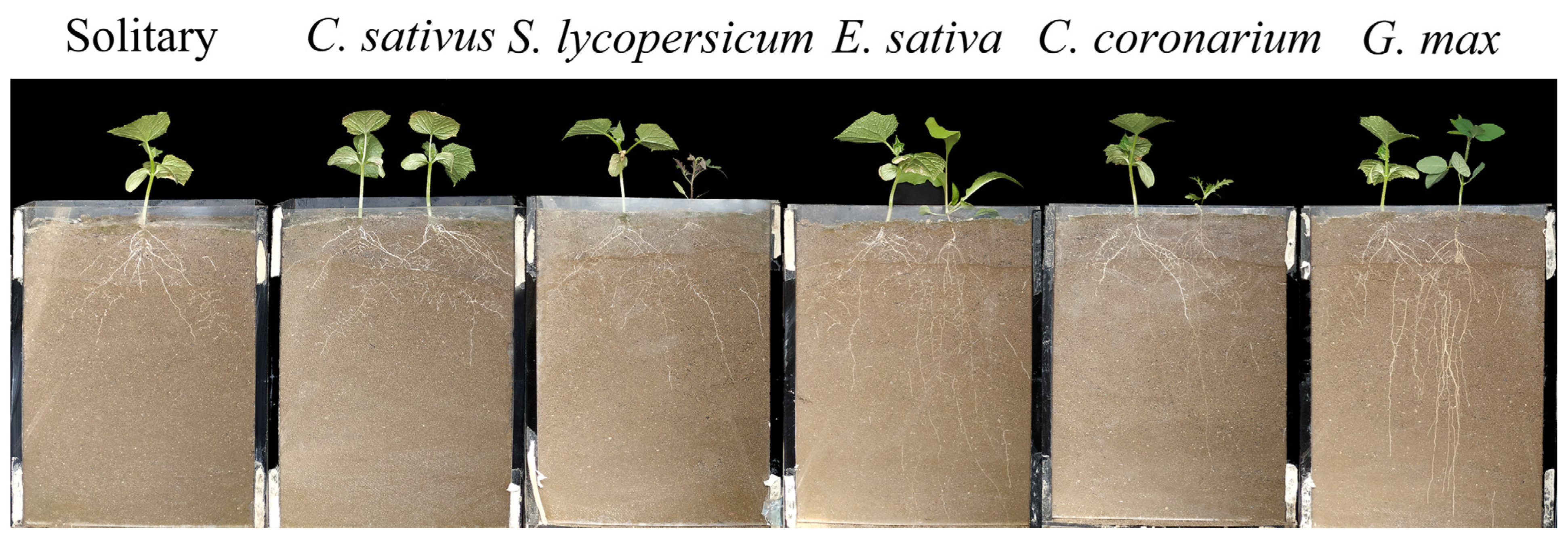 Plants 12 00139 g001