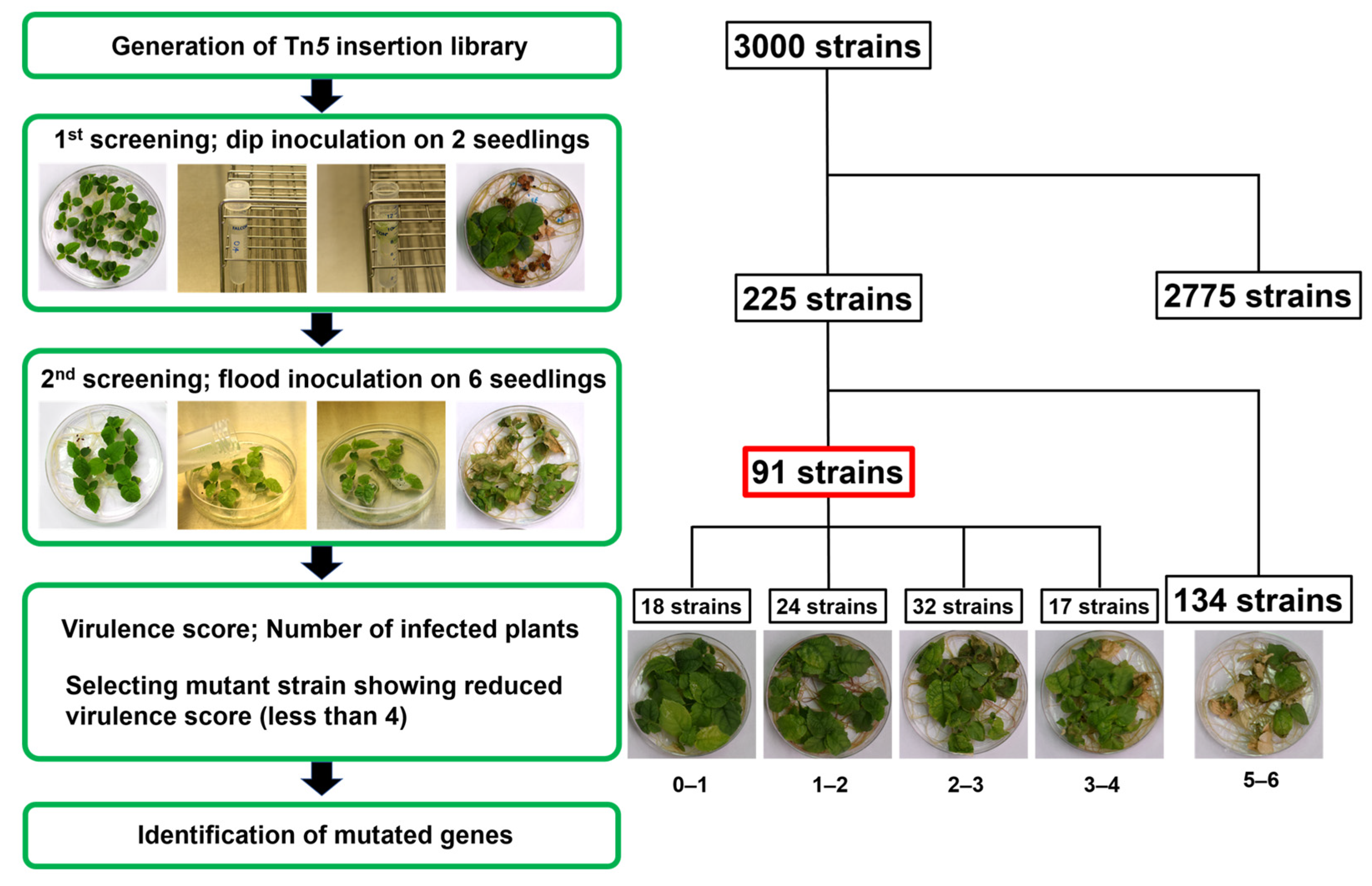Plants 12 00141 g001