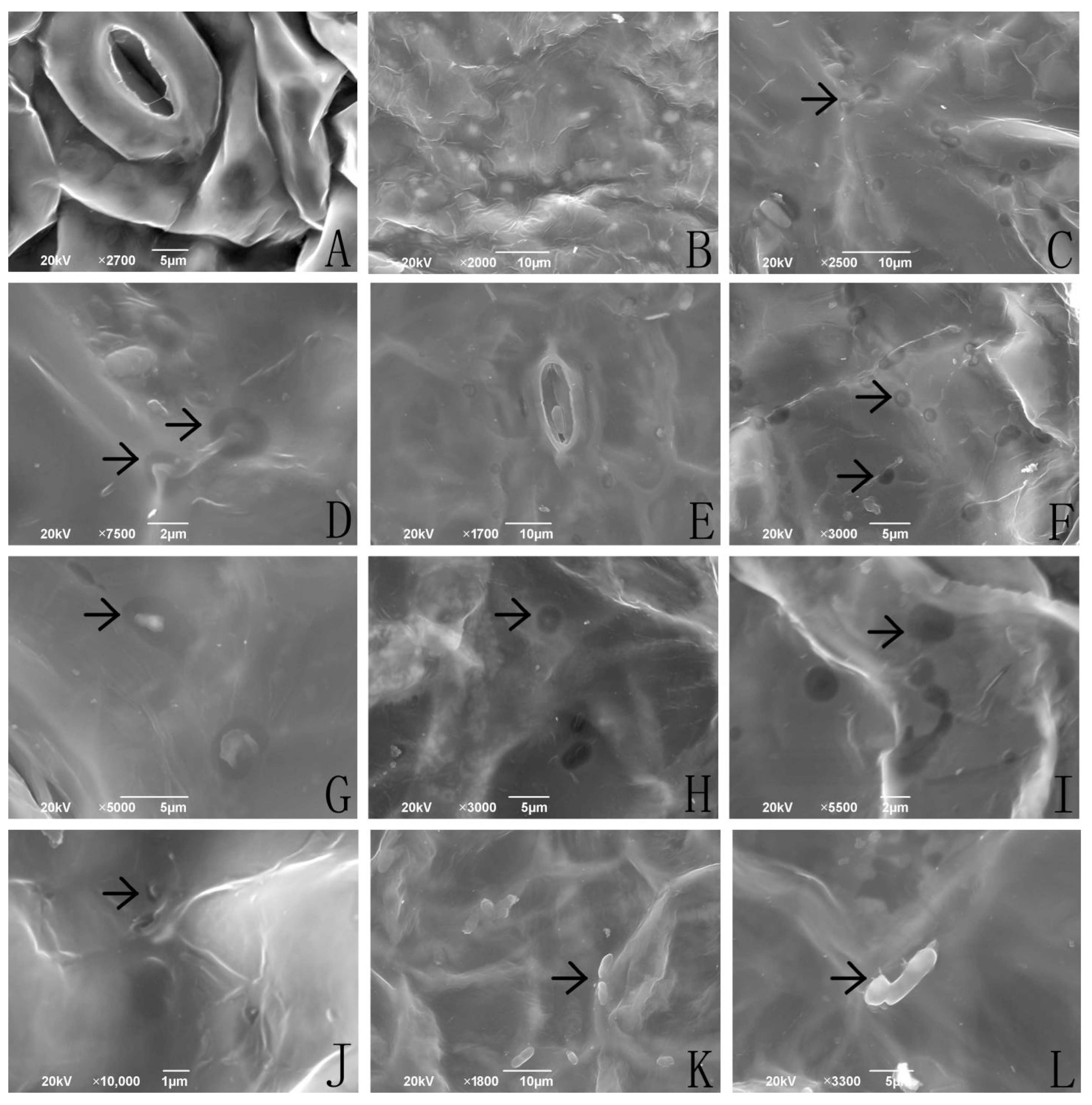 Plants 12 00145 g001