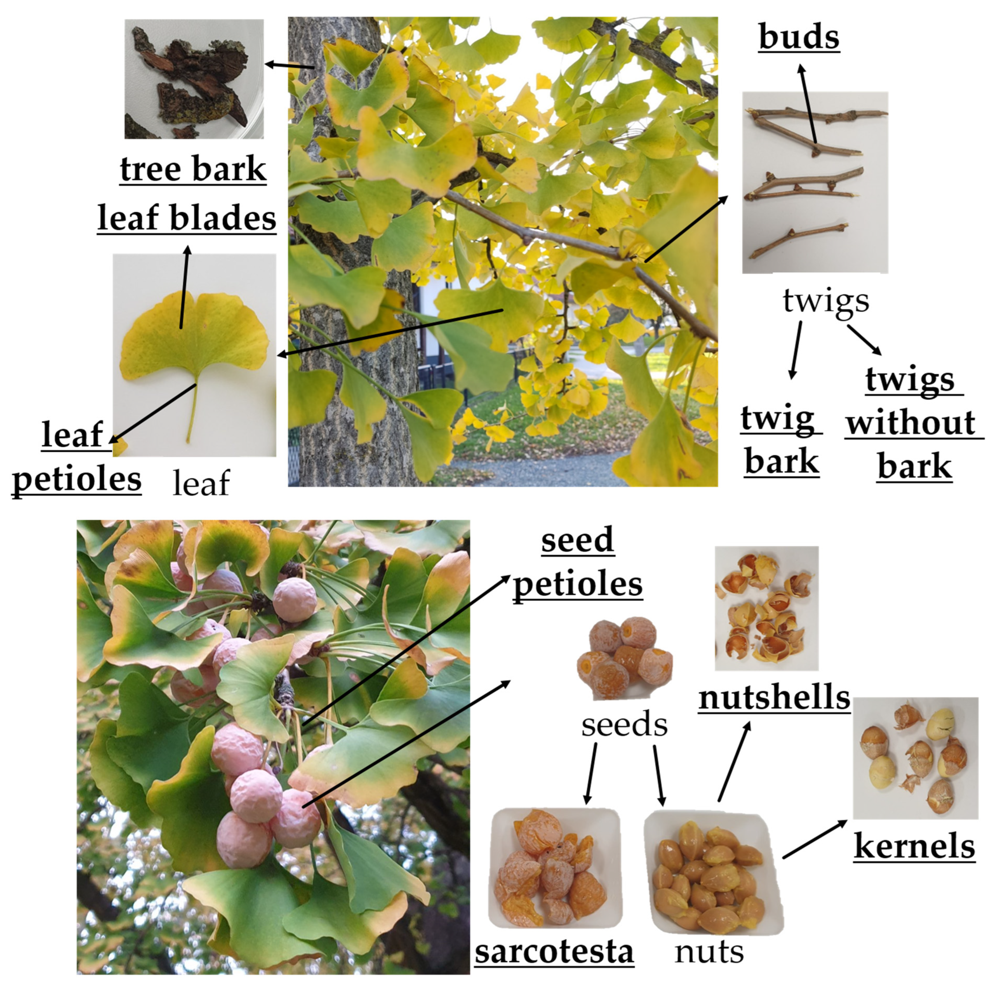 Plants 12 00147 g004