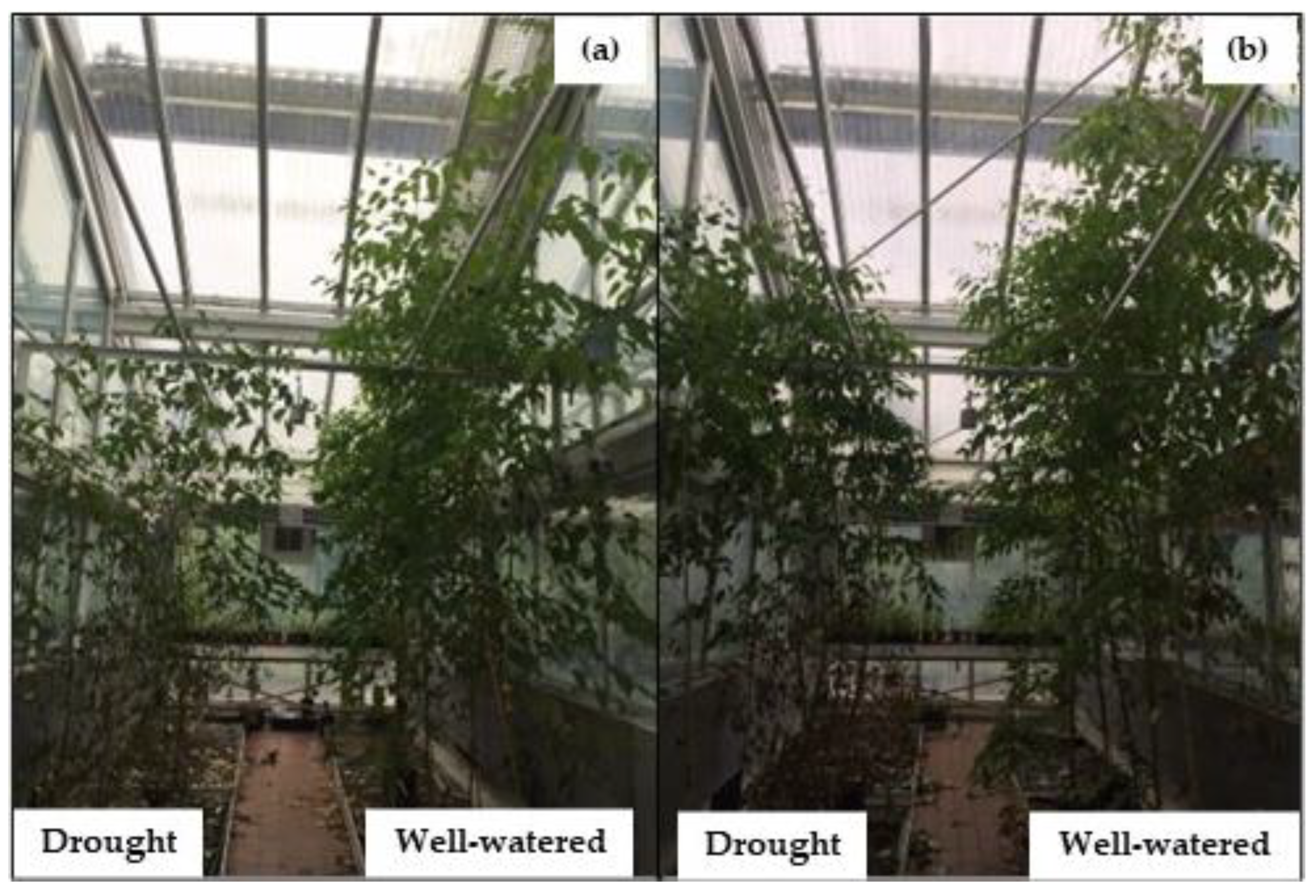 Plants 12 00148 g004