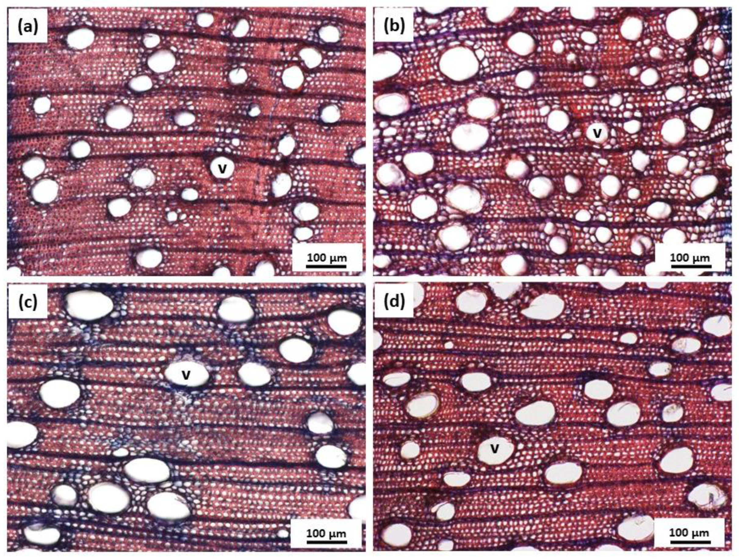Plants 12 00148 g006