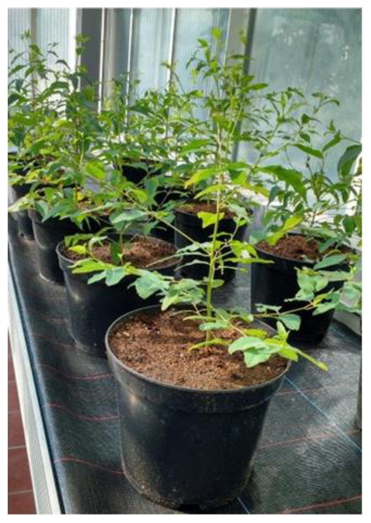 Plants 12 00148 g0a1