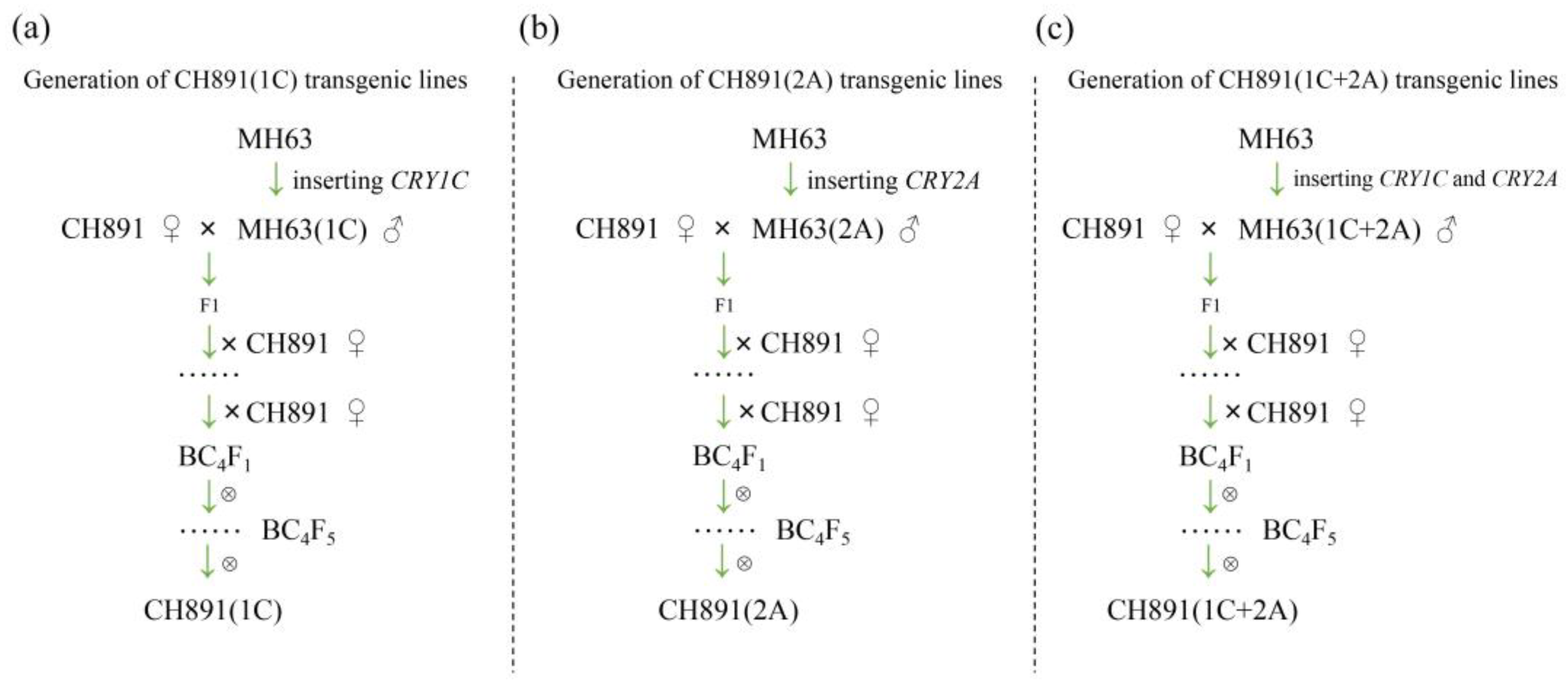 Plants 12 00156 g001