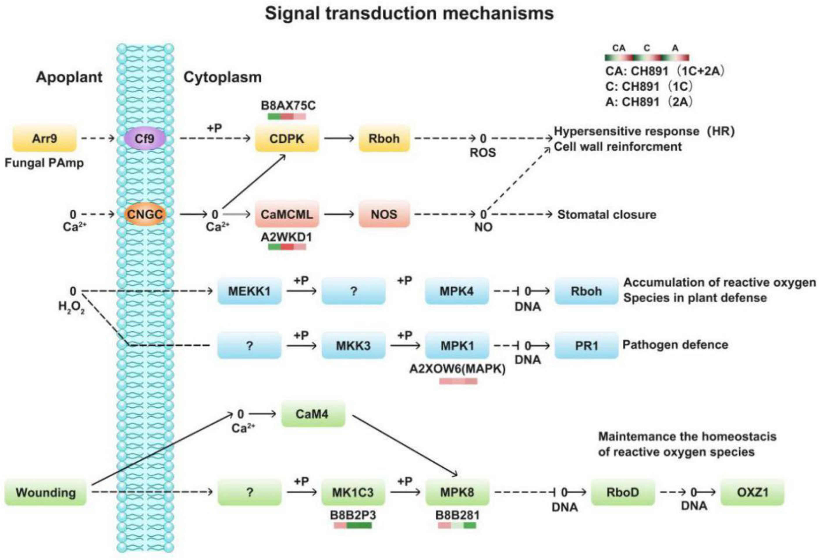 Plants 12 00156 g008