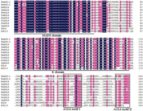 Functional Divergence Analysis of AGL6 Genes in Prunus mume