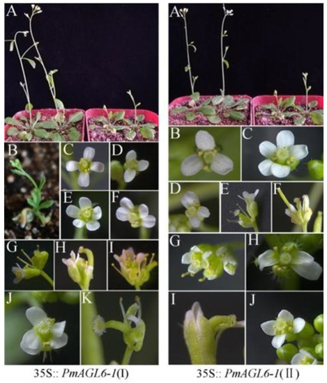 Functional Divergence Analysis of AGL6 Genes in Prunus mume