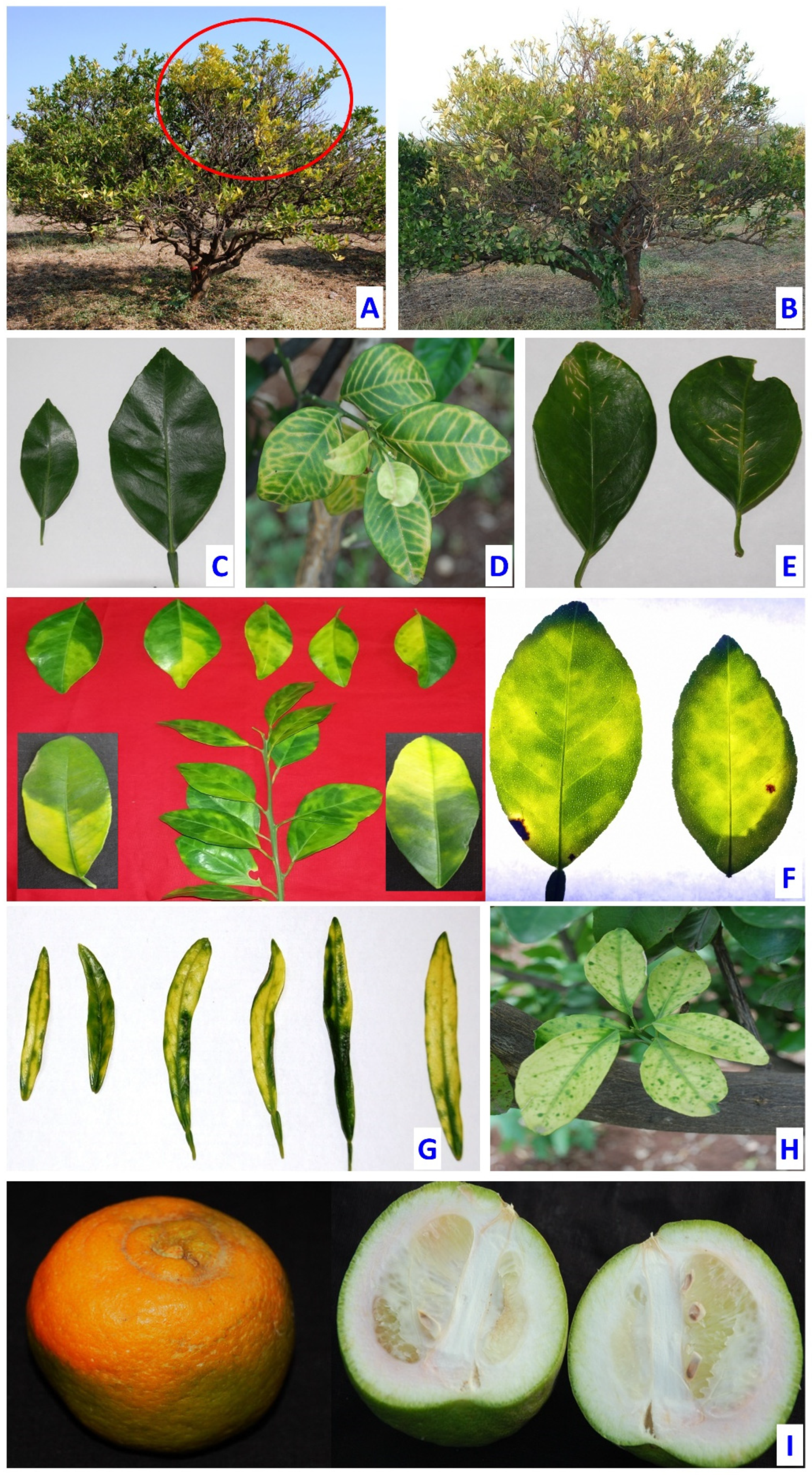 Plants 12 00160 g002 Plants 12 00160 g002