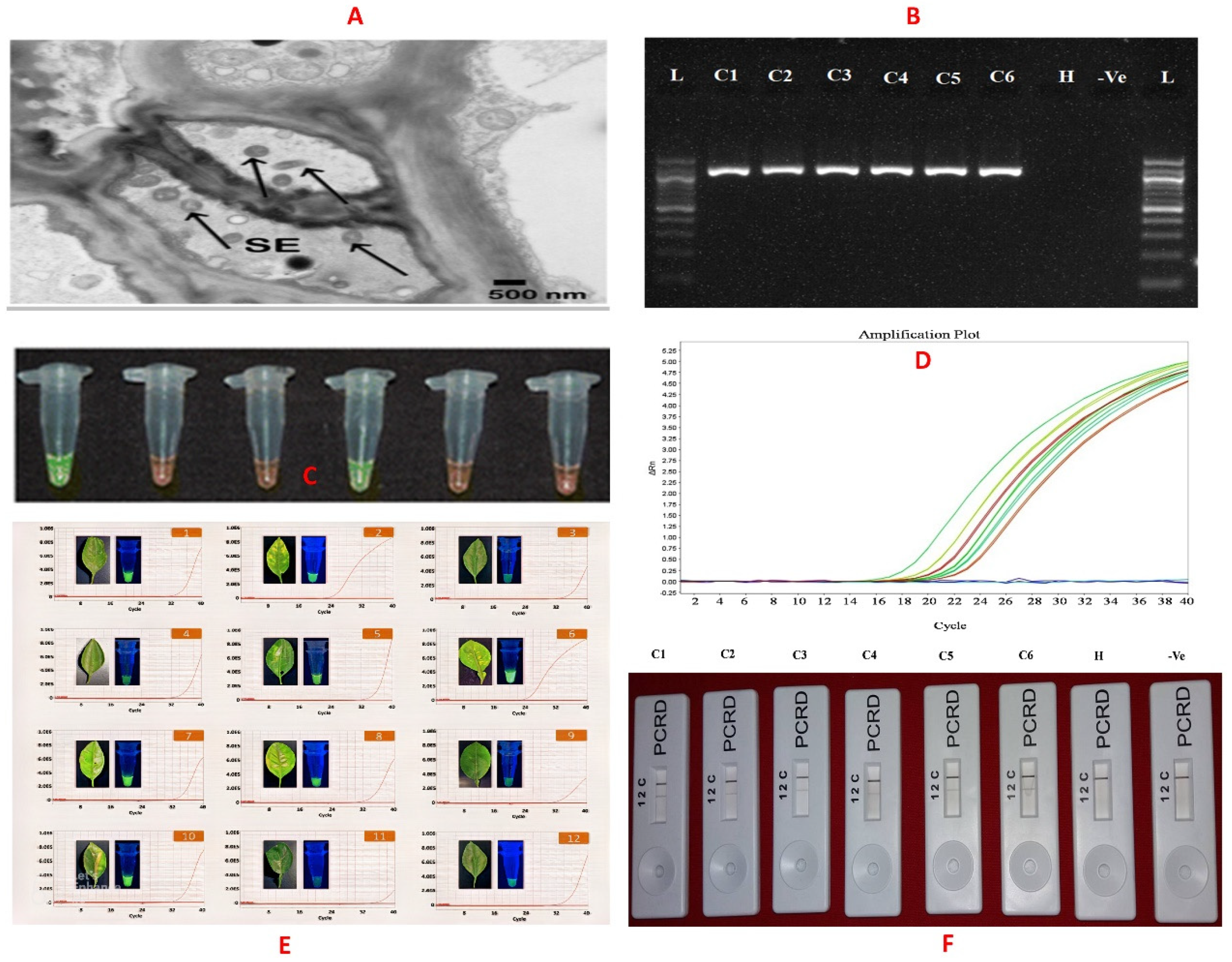 Plants 12 00160 g004 Plants 12 00160 g004