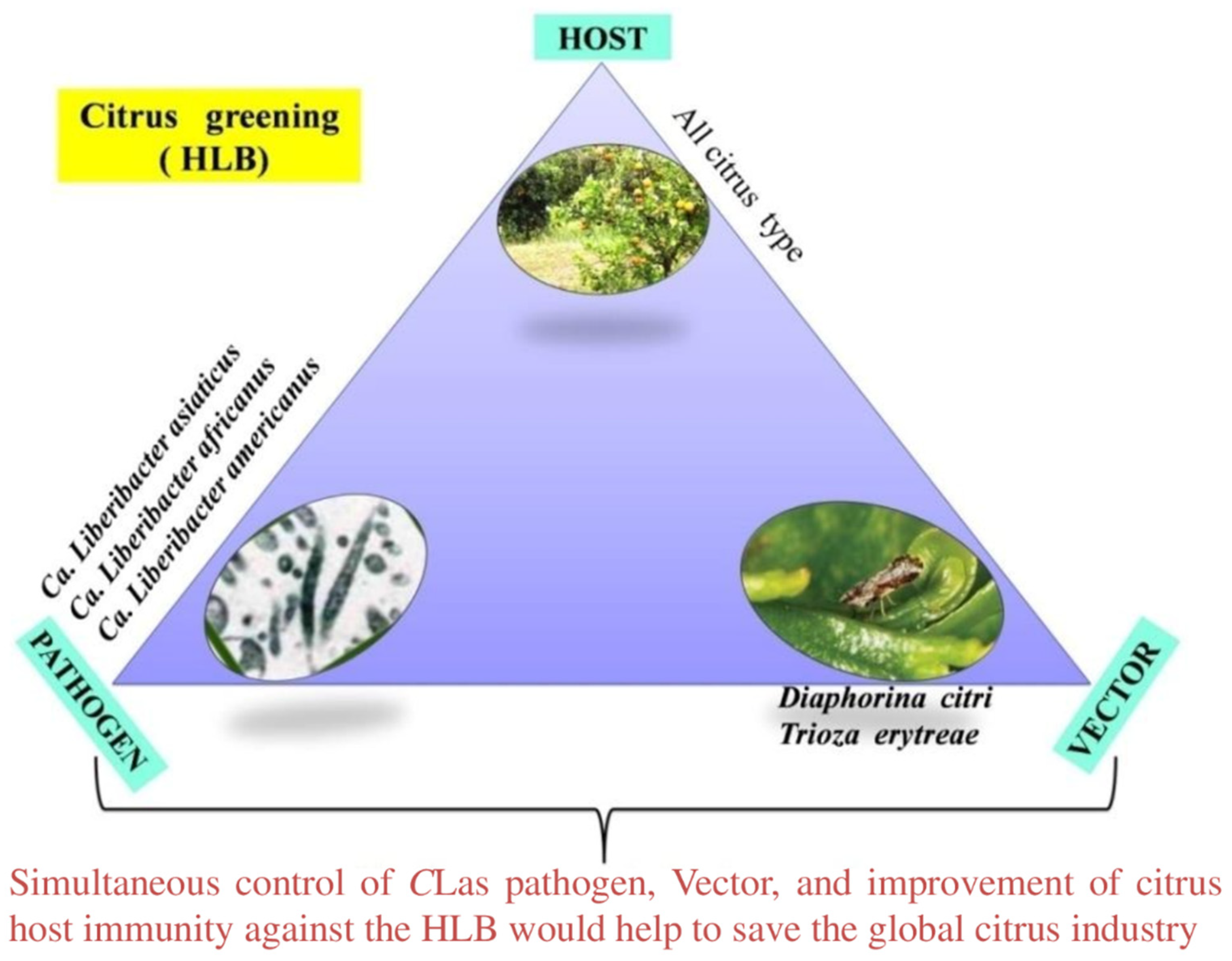 Plants 12 00160 g006 Plants 12 00160 g006
