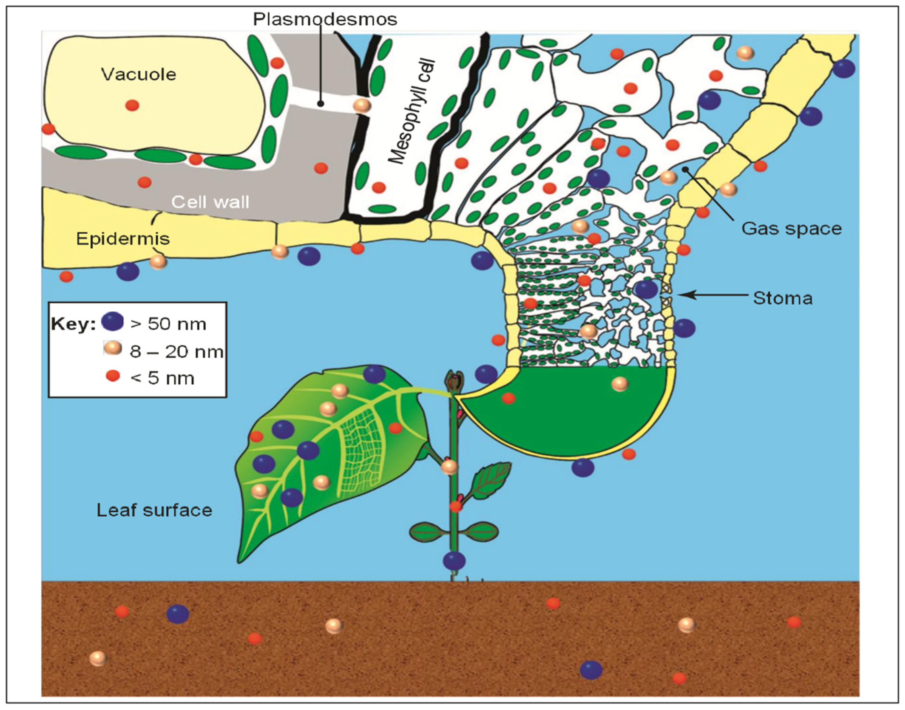 Plants 12 00160 g008 Plants 12 00160 g008