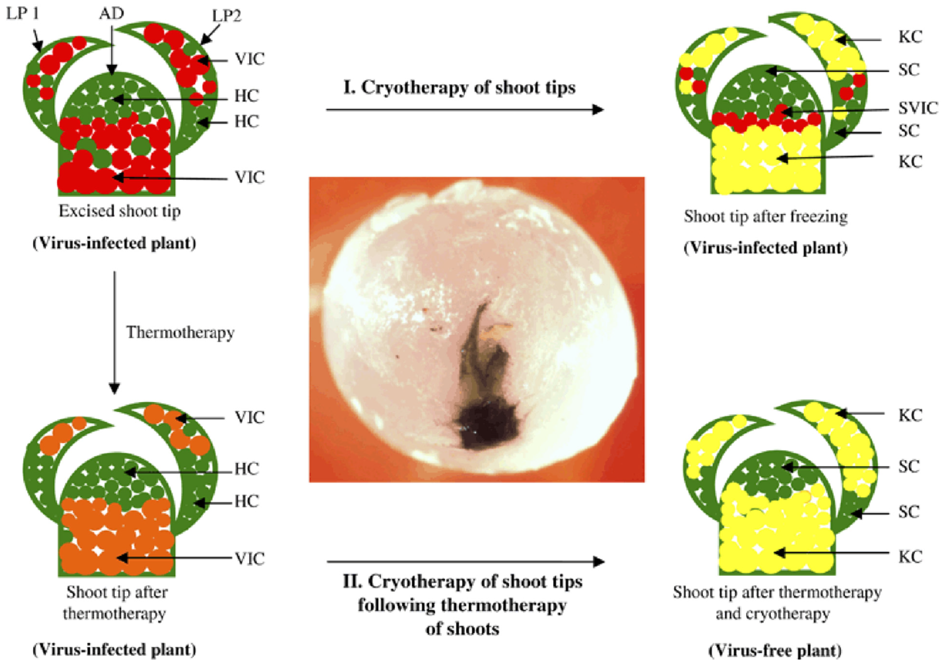 Plants 12 00160 g009 Plants 12 00160 g009