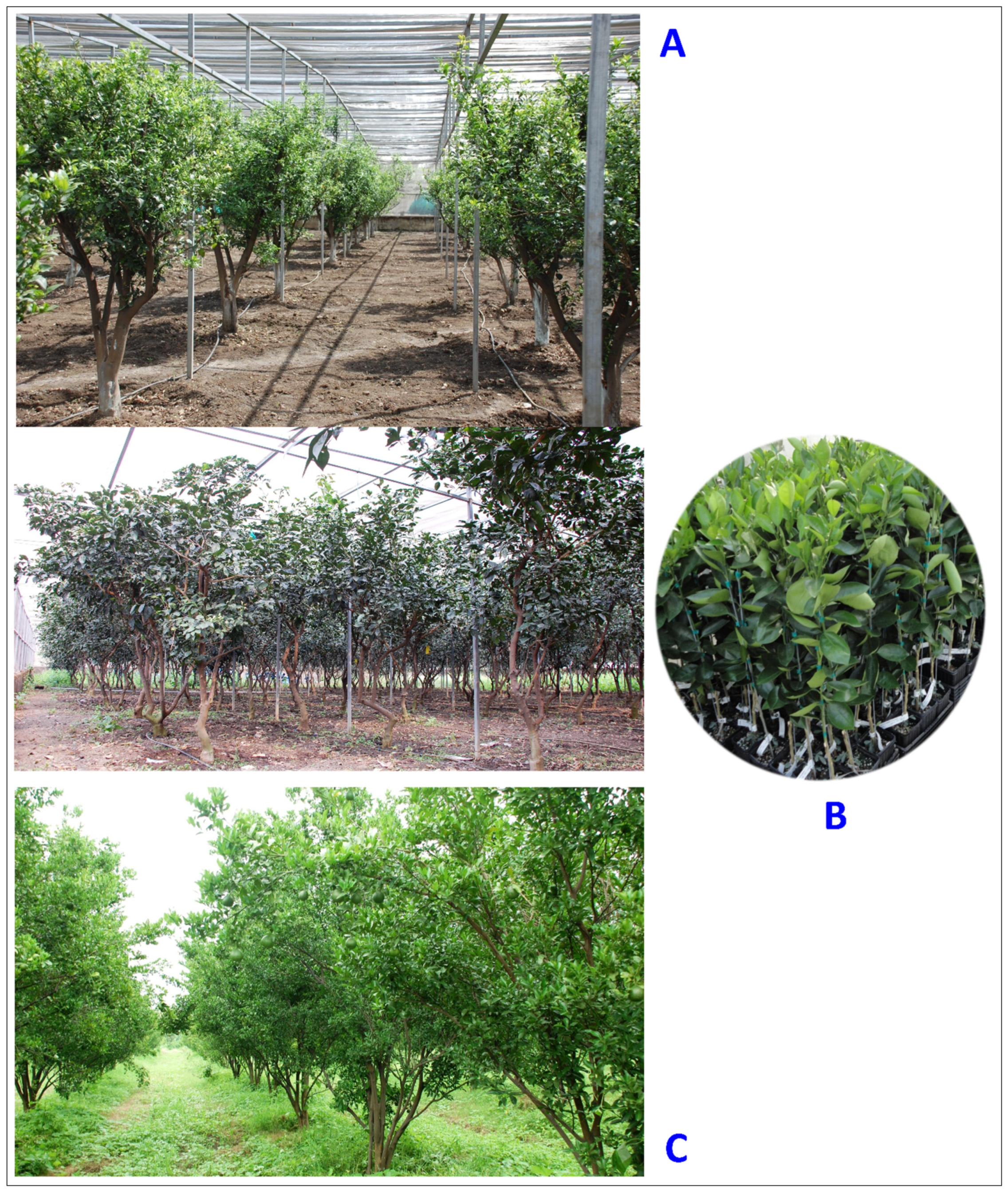 Plants 12 00160 g013 Plants 12 00160 g013