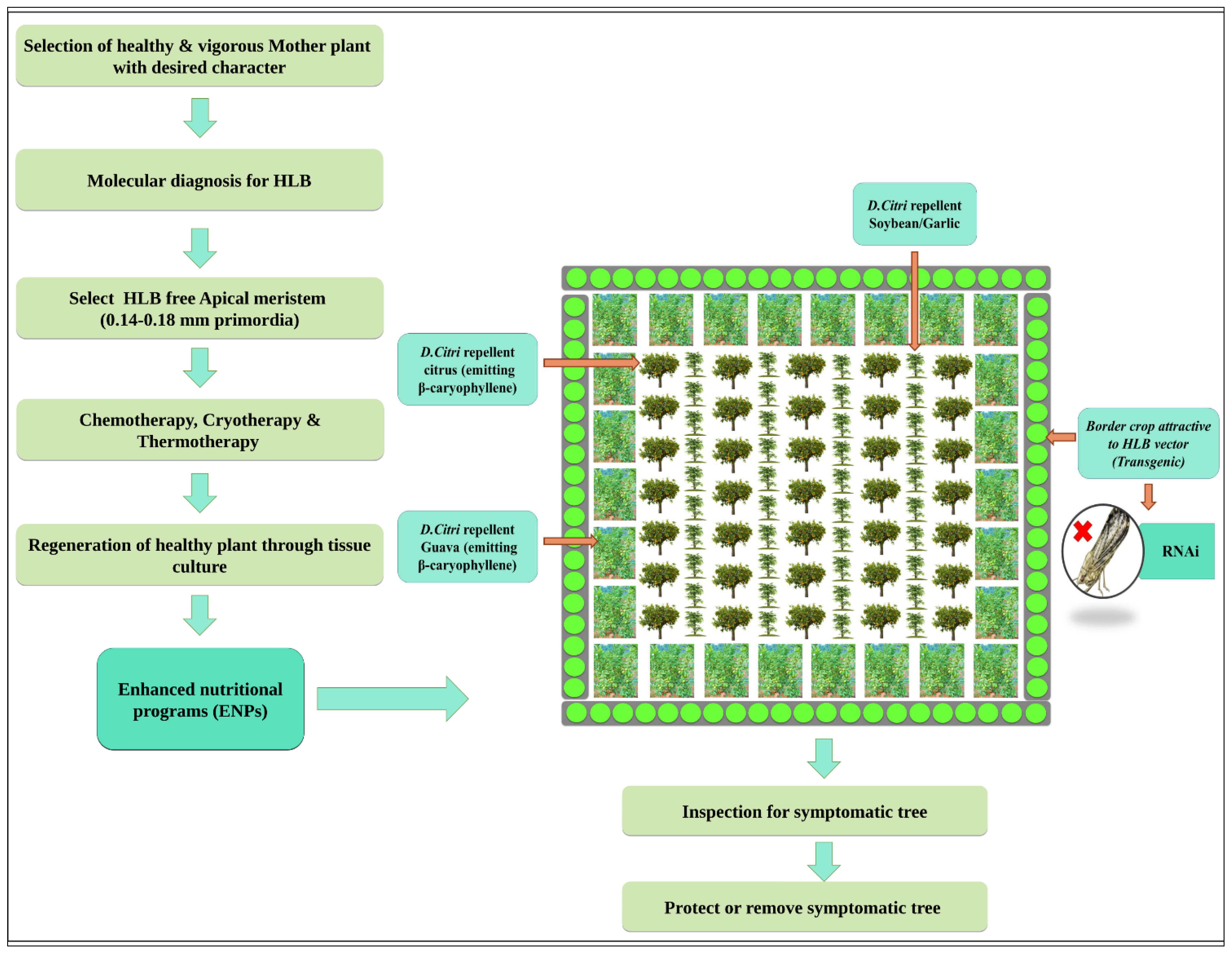 Plants 12 00160 g014 Plants 12 00160 g014