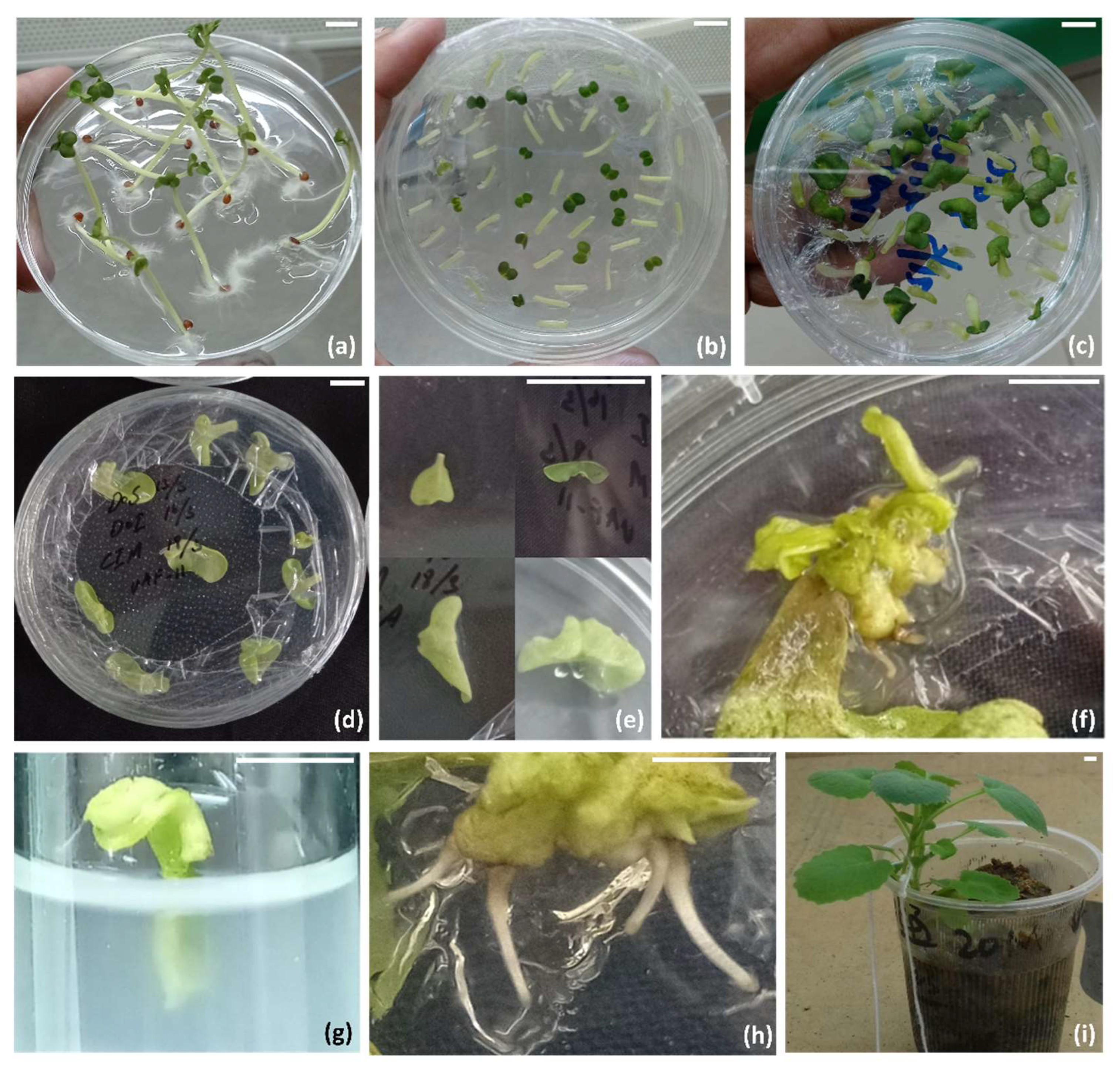 Plants 12 00161 g001 Plants 12 00161 g001