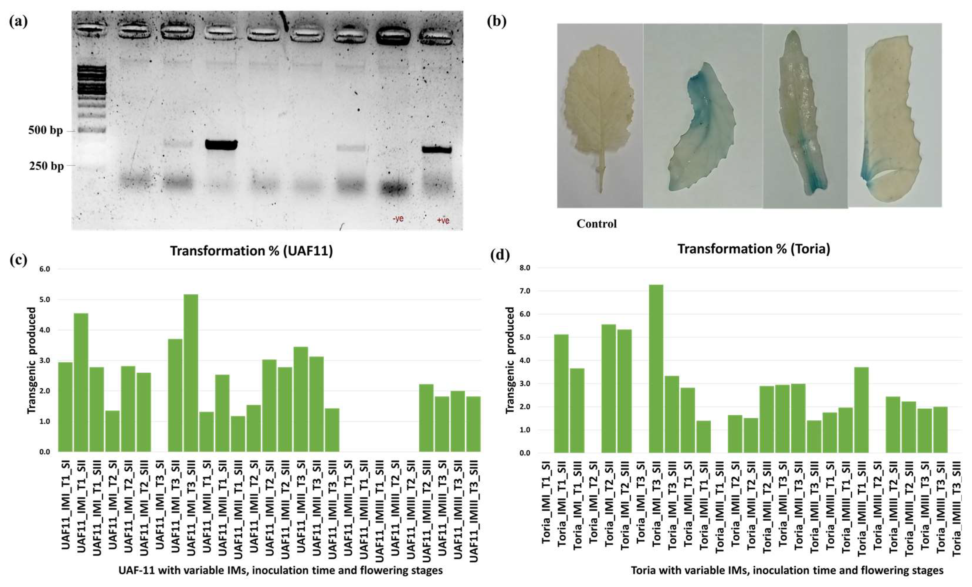 Plants 12 00161 g005 Plants 12 00161 g005