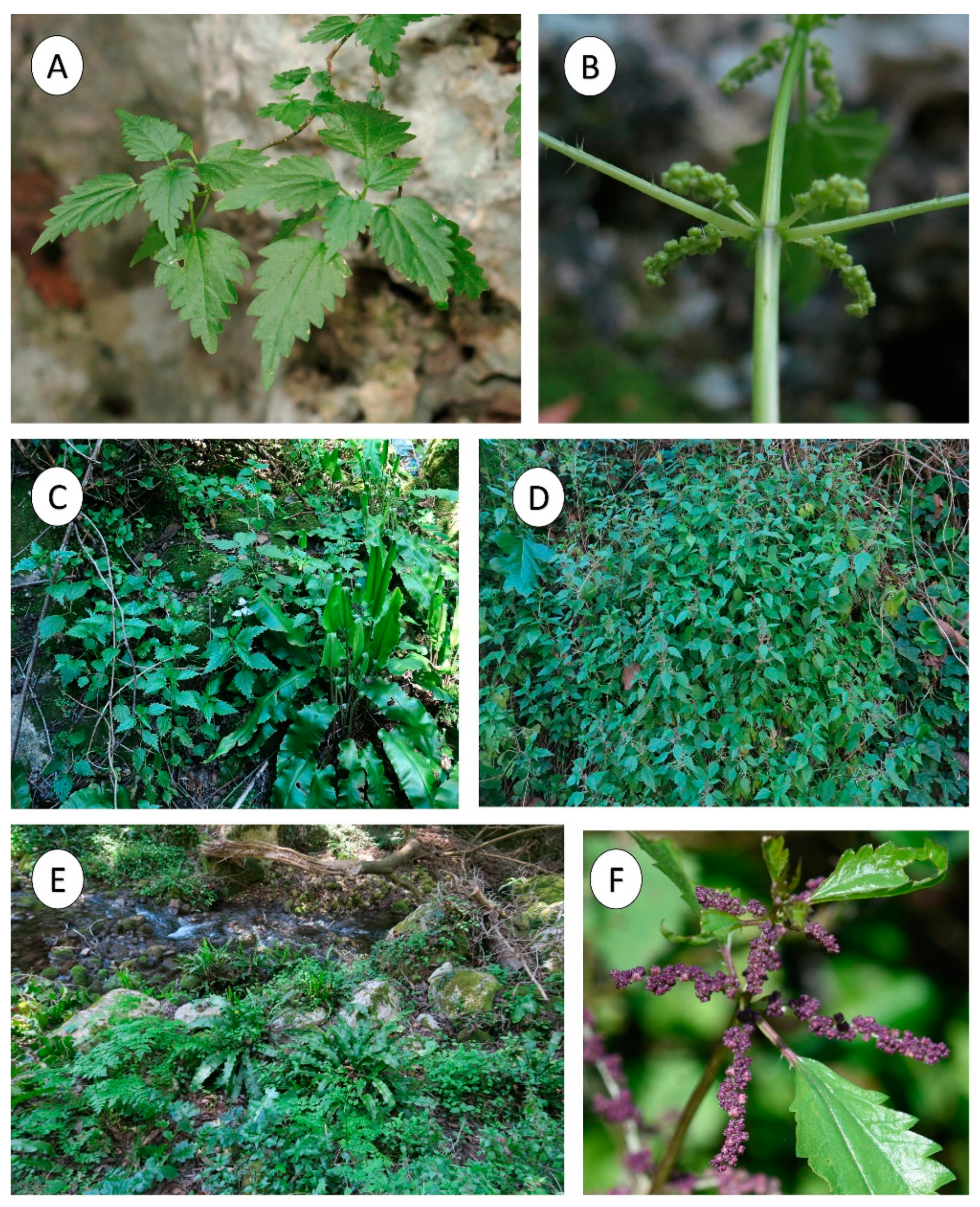 Plants 12 00164 g001