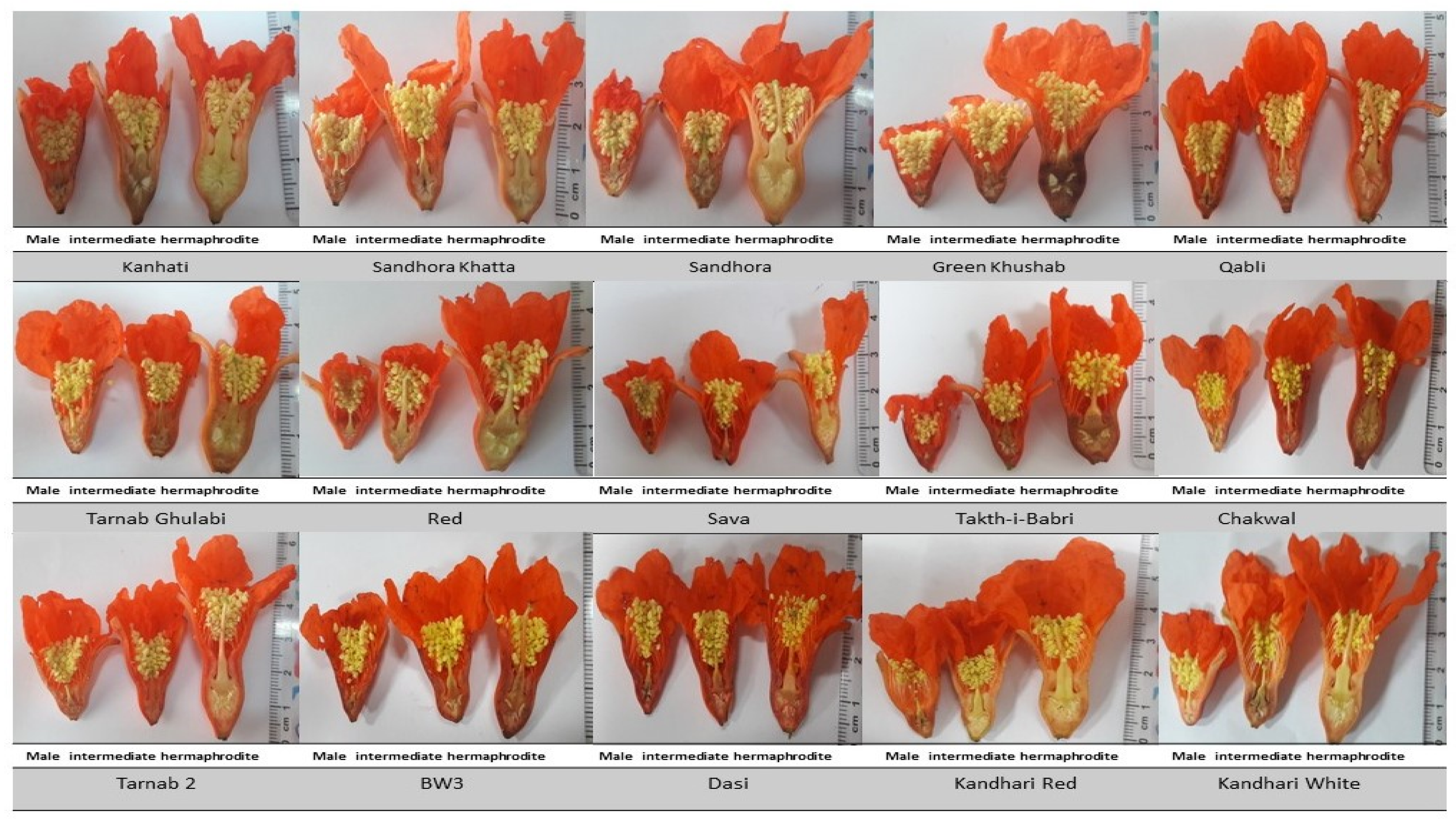 Plants 12 00165 g005