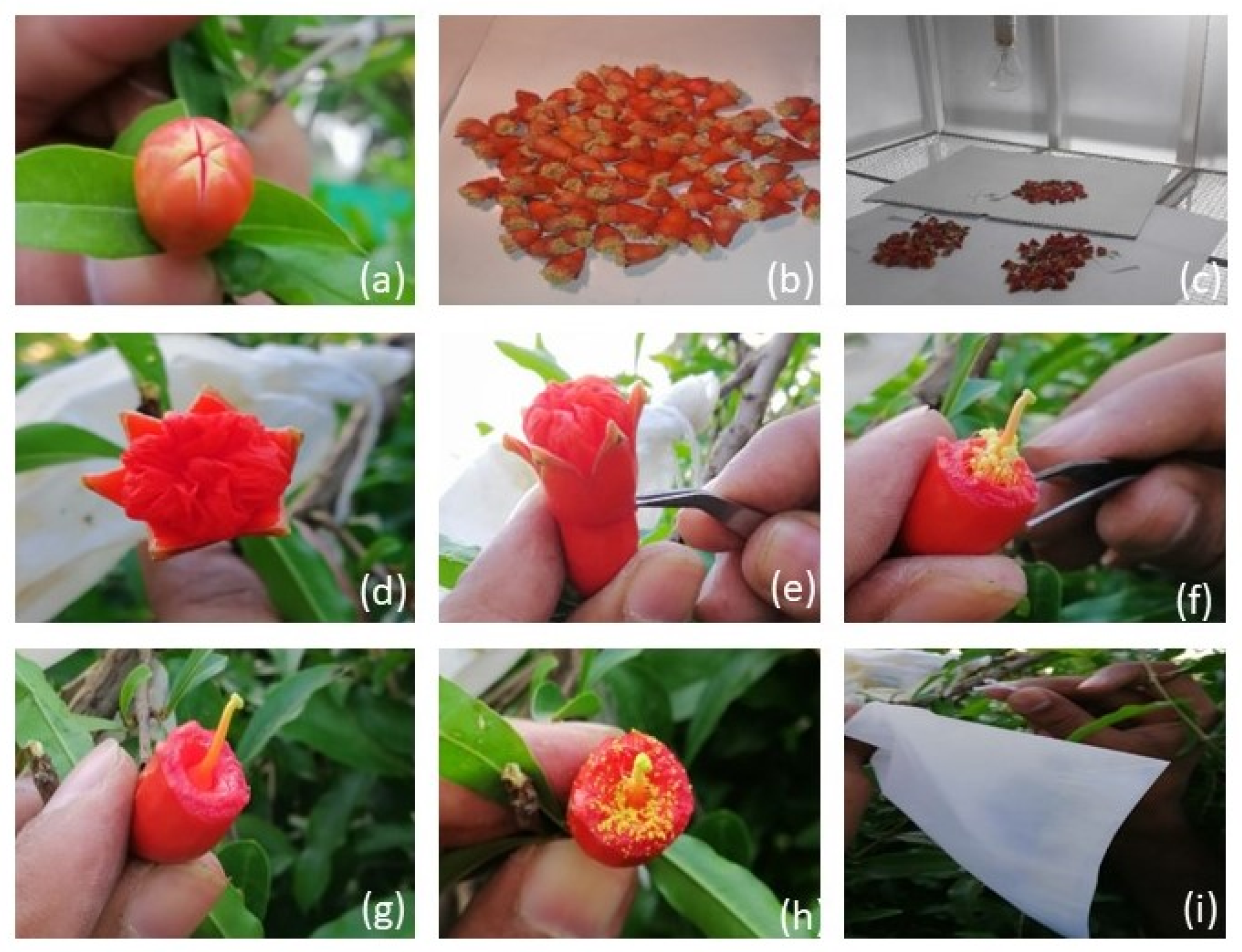 Plants 12 00165 g007